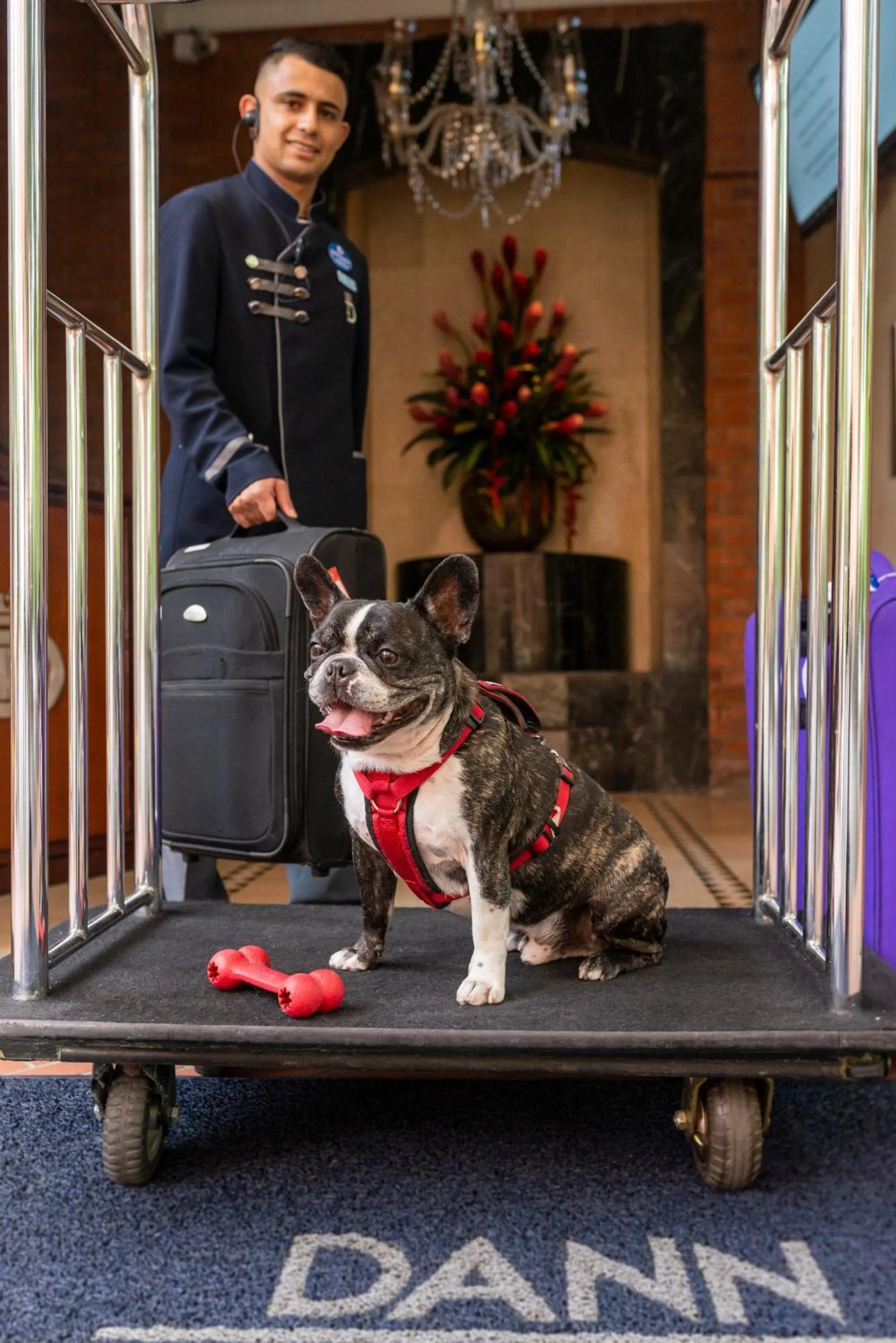 Pets in Hotel Dann Carlton Belfort Medellin