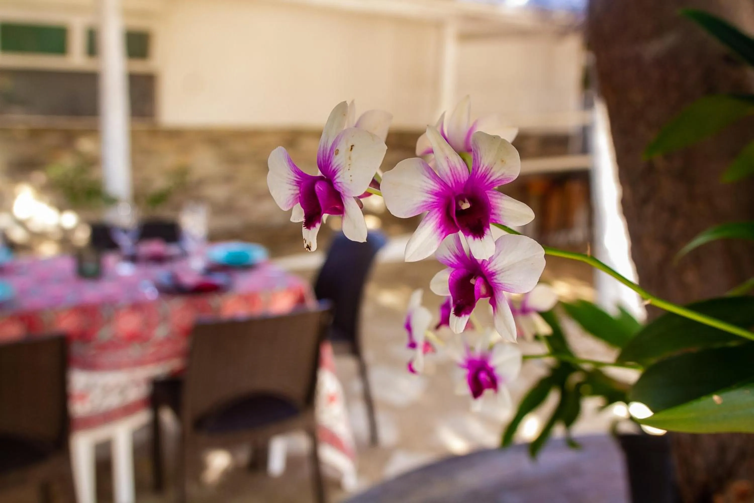 Garden in Amagali Pousada
