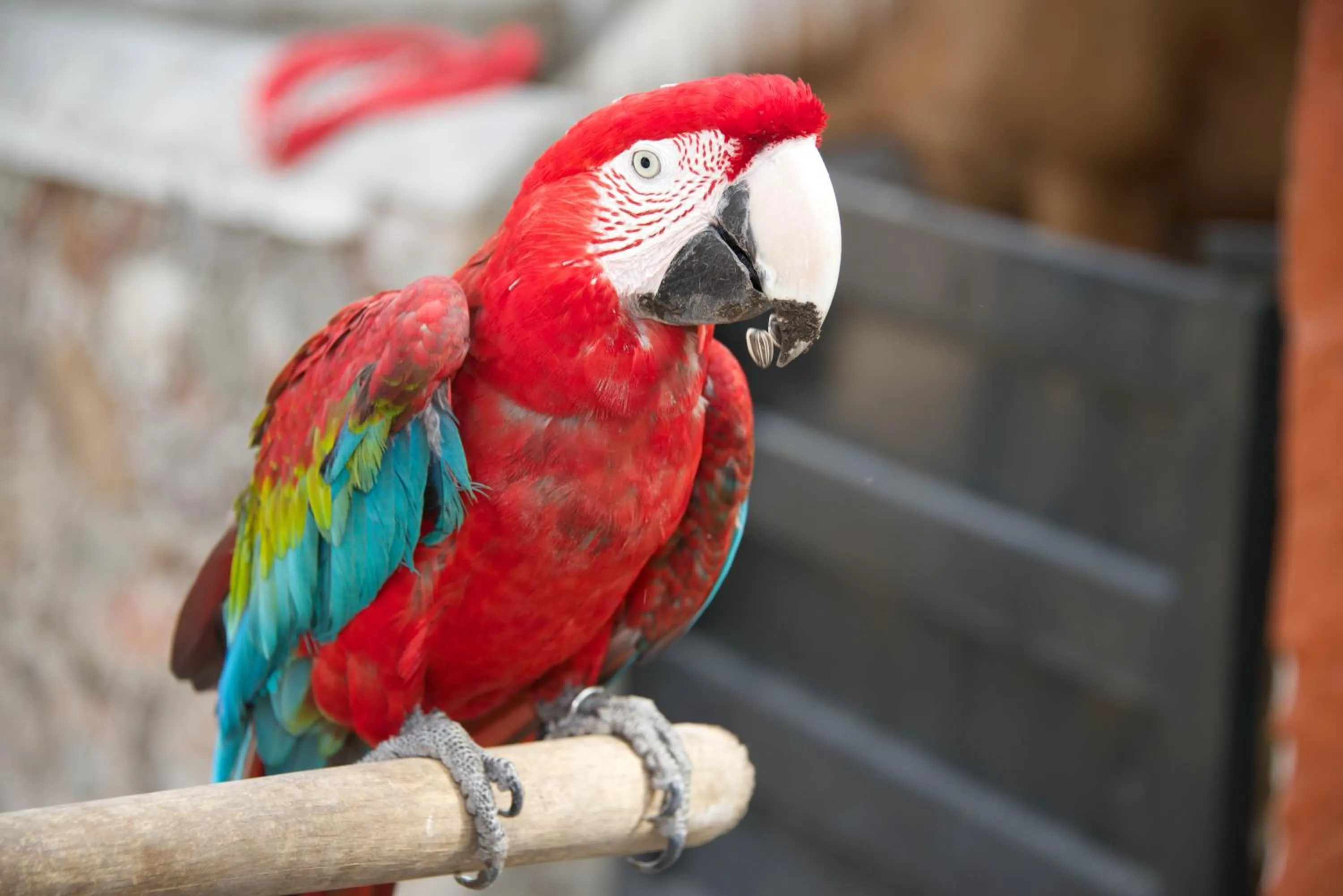 Animals in Hotel Hacienda Vista Hermosa