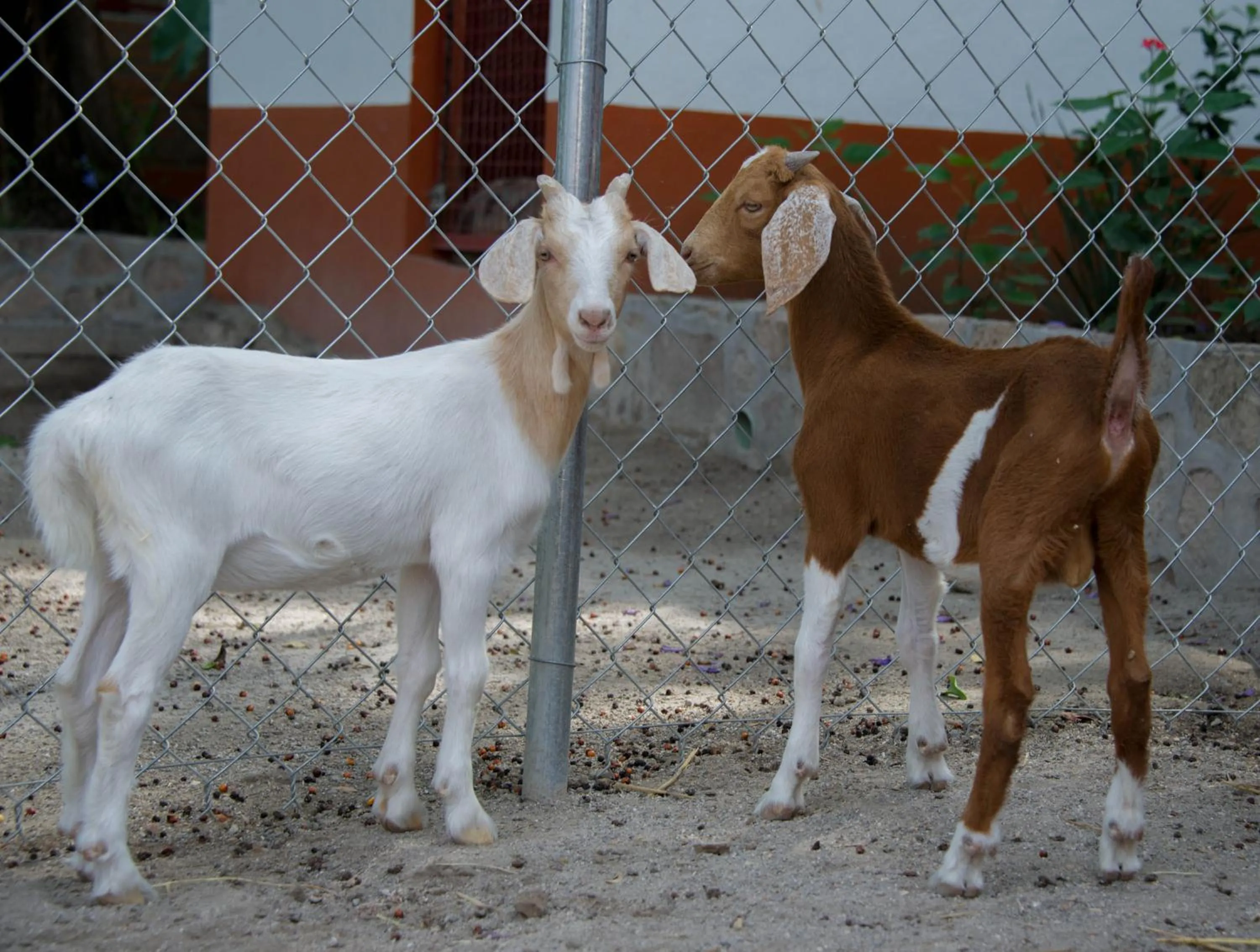 Animals in Hotel Hacienda Vista Hermosa
