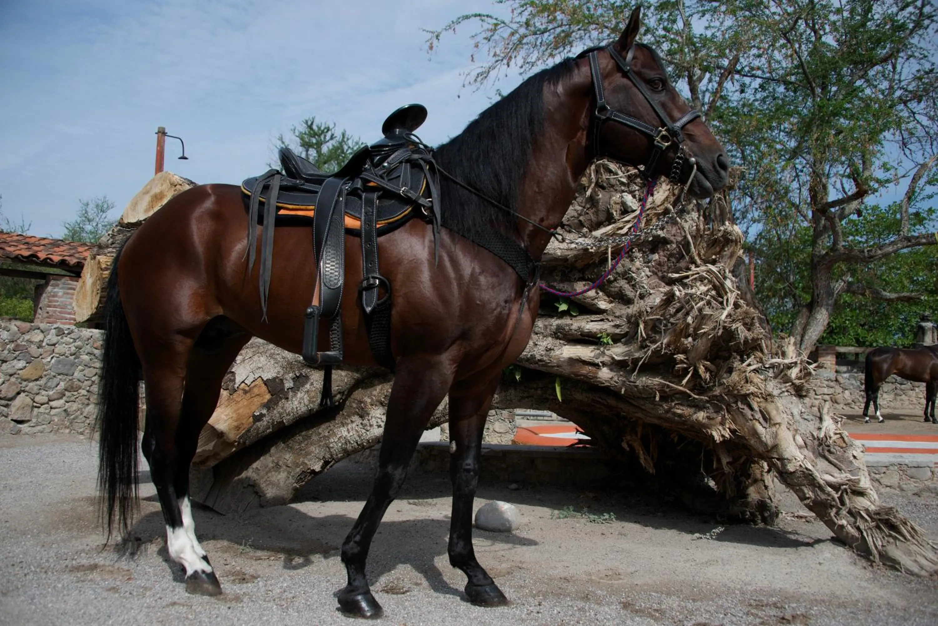 Animals in Hotel Hacienda Vista Hermosa