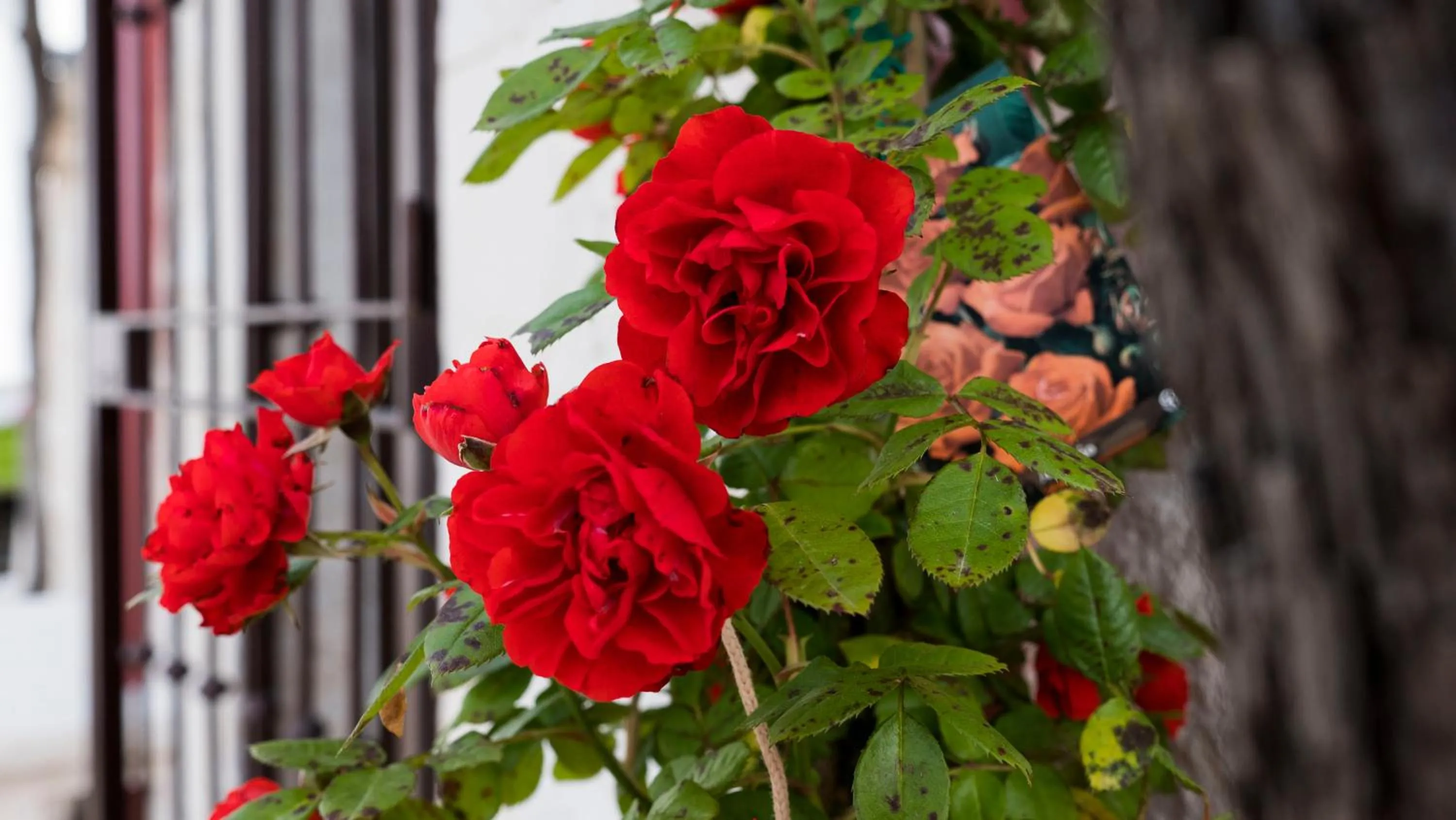 B&b I Trulli dei Desideri