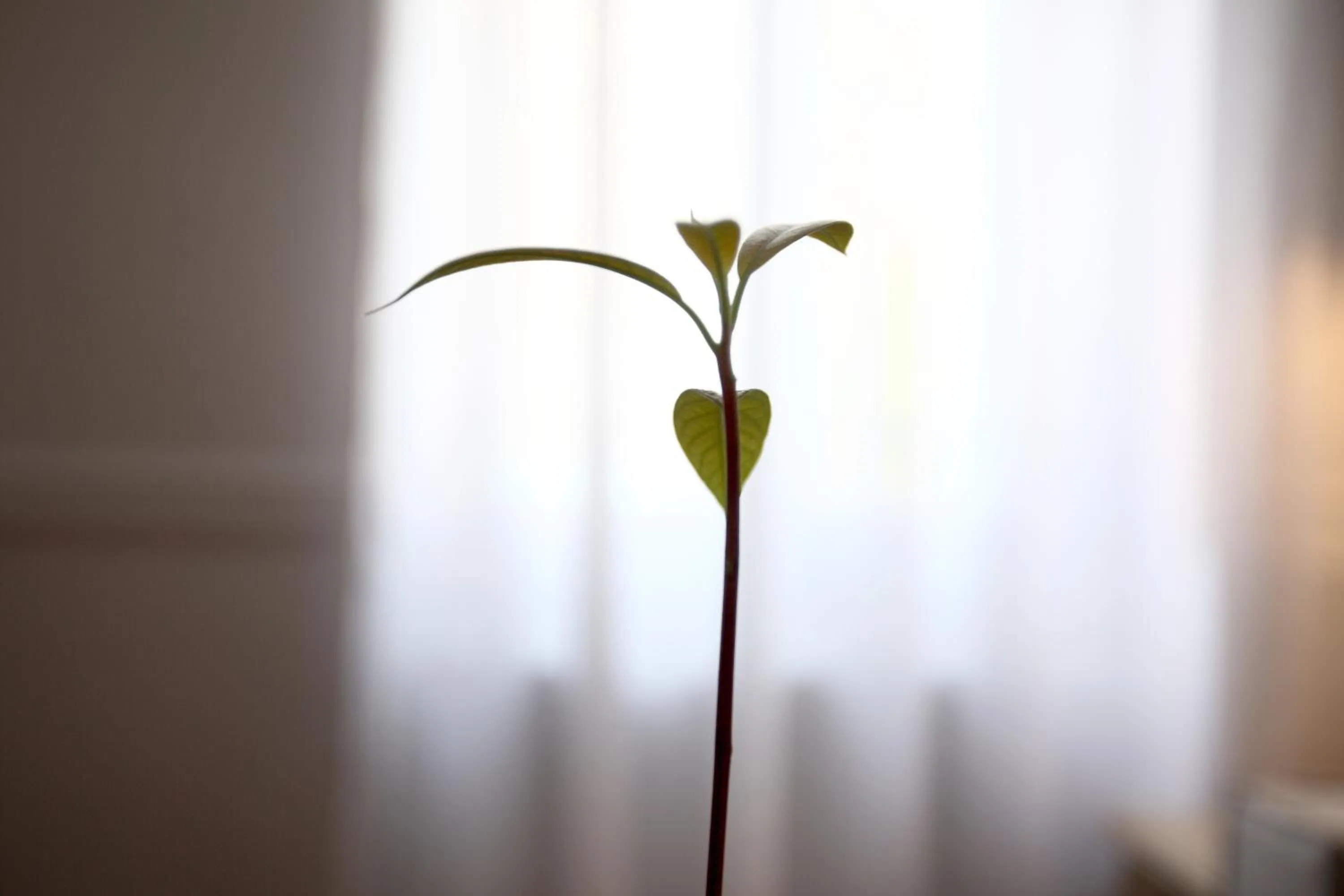 Decorative detail in Live in Athens, THISEIO Historic House