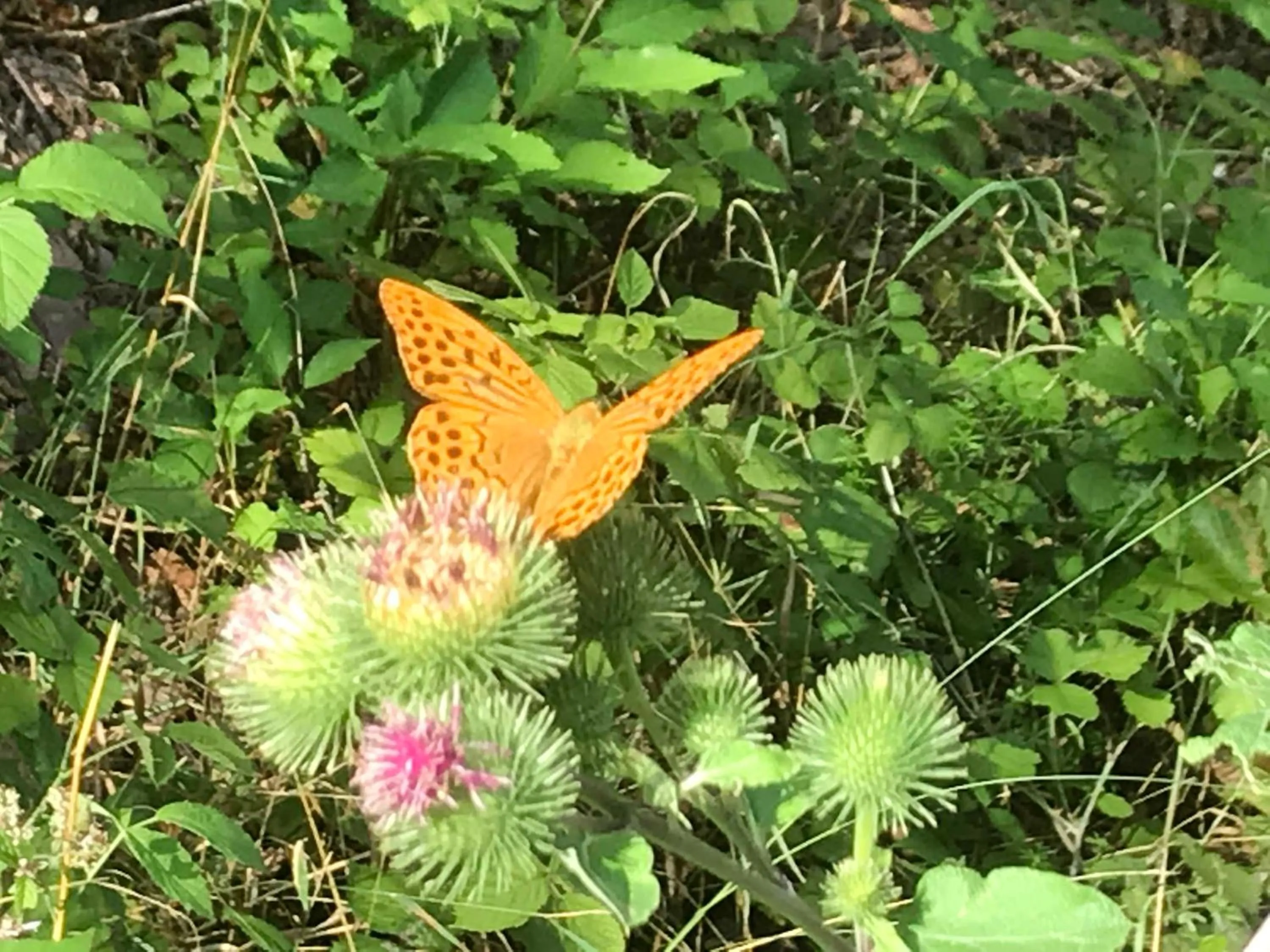 Garden in La Maison Vintage