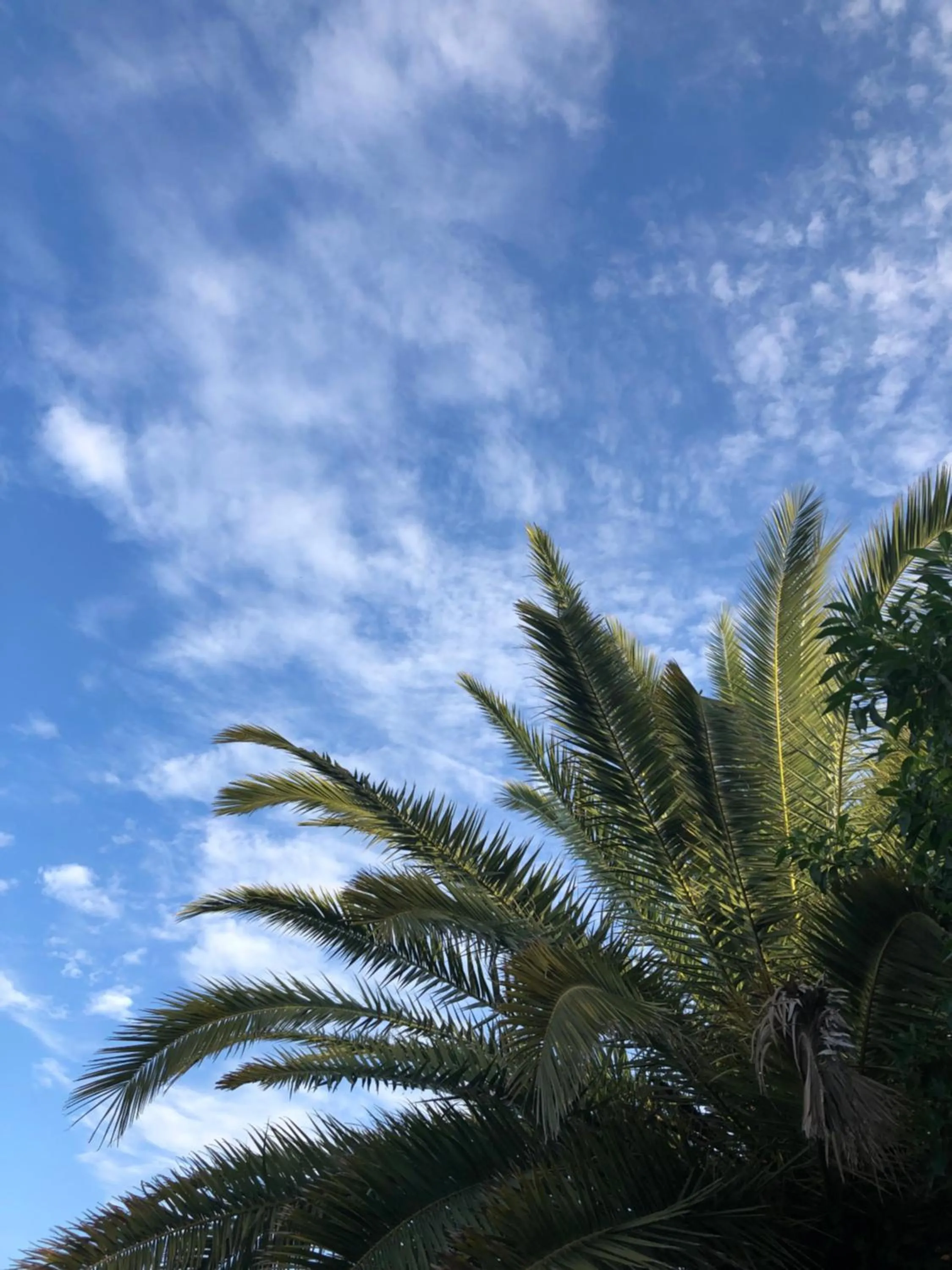 Garden in Quinta da Joia