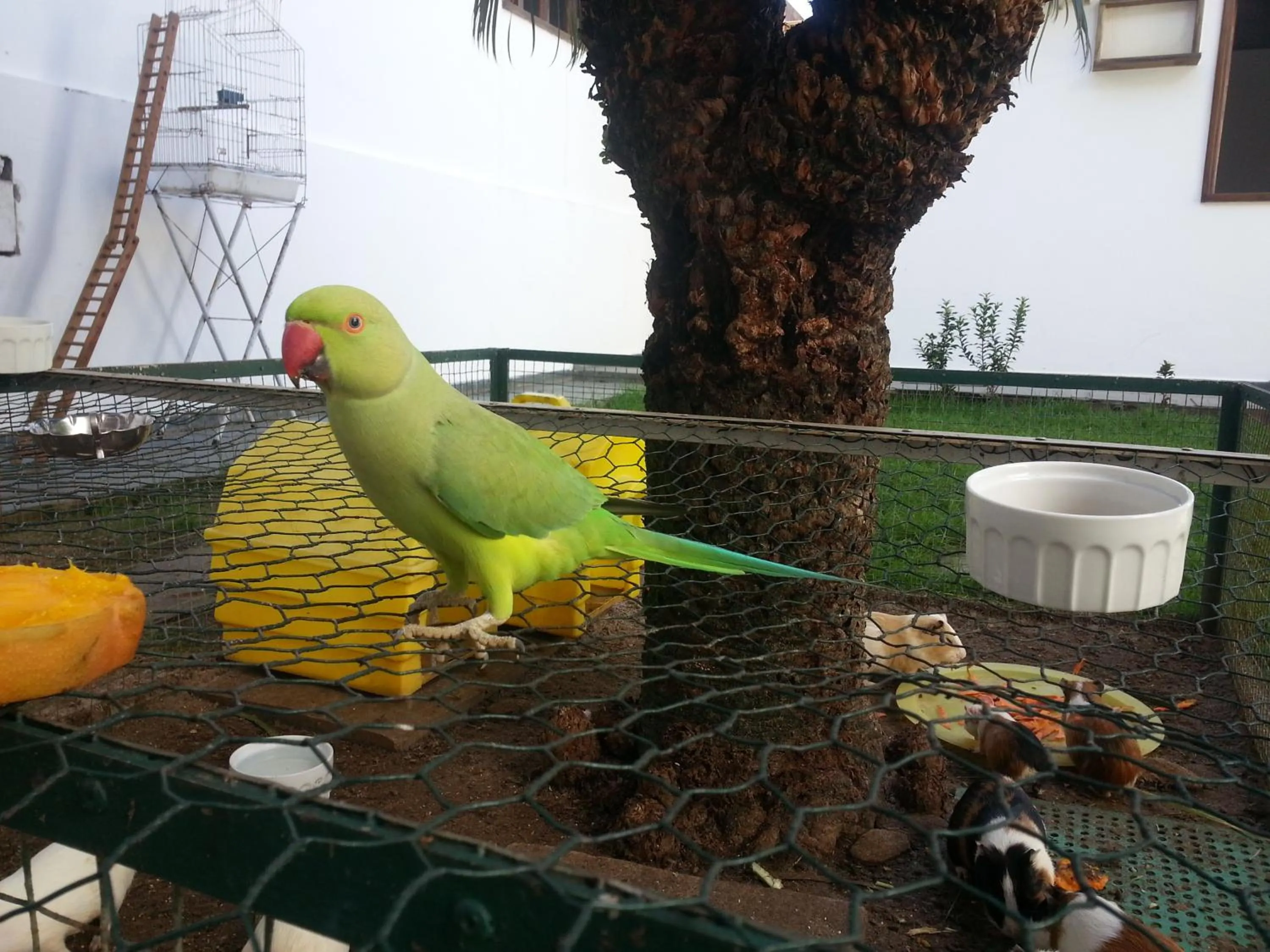 Pets in Pousada Lua e Mar