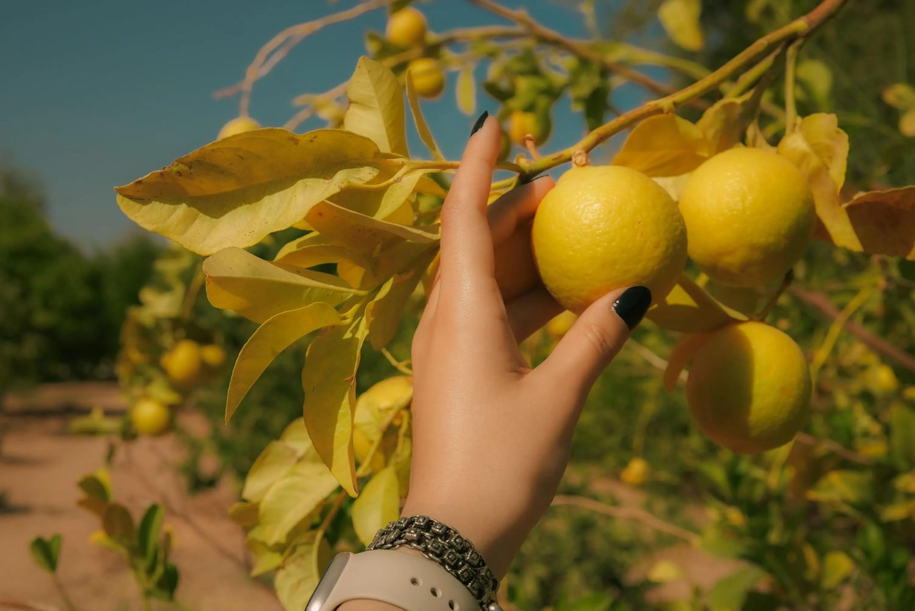 Sheikh Ali Dahab Resort