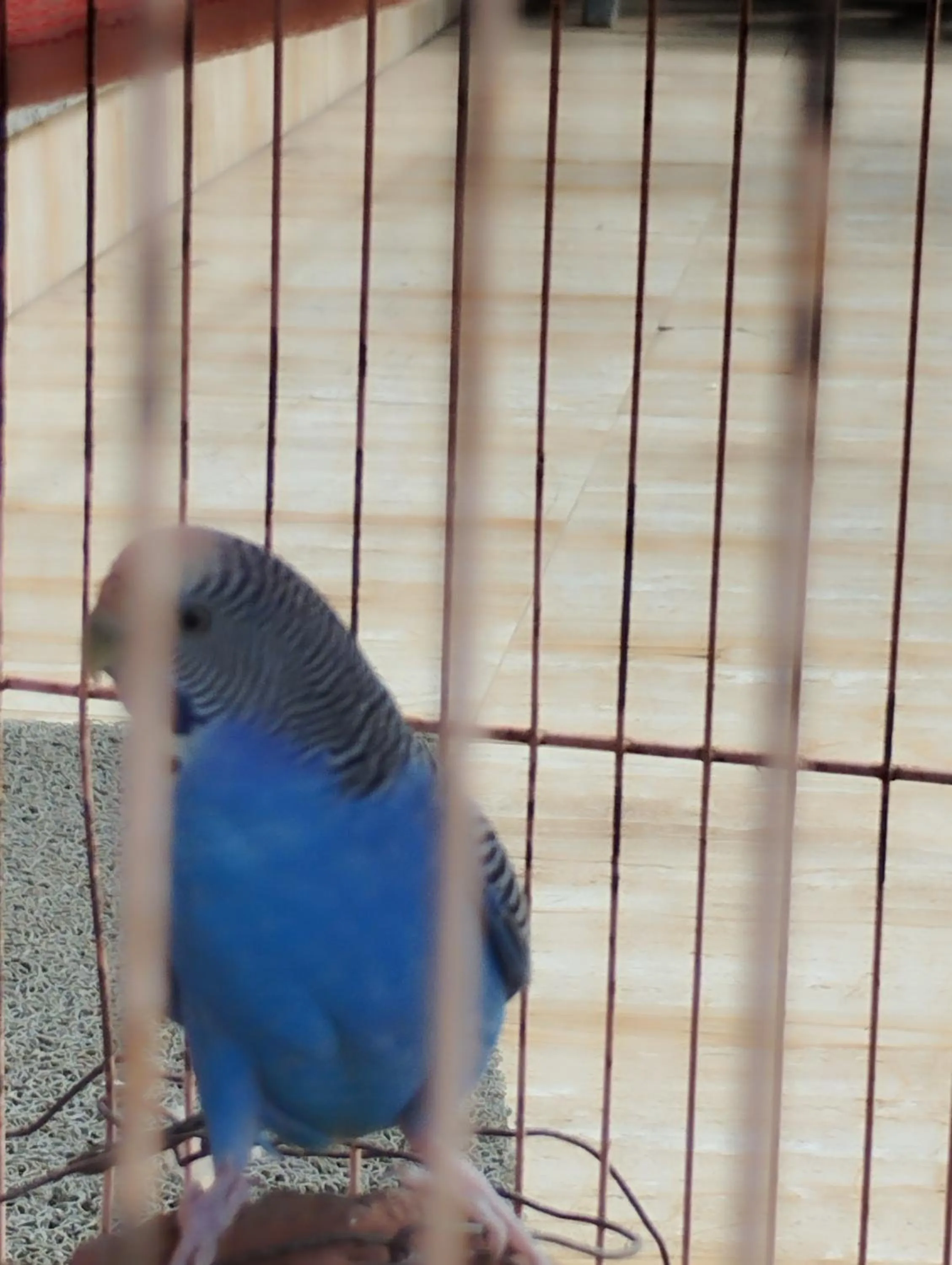 Hotel Grand Murud janjira