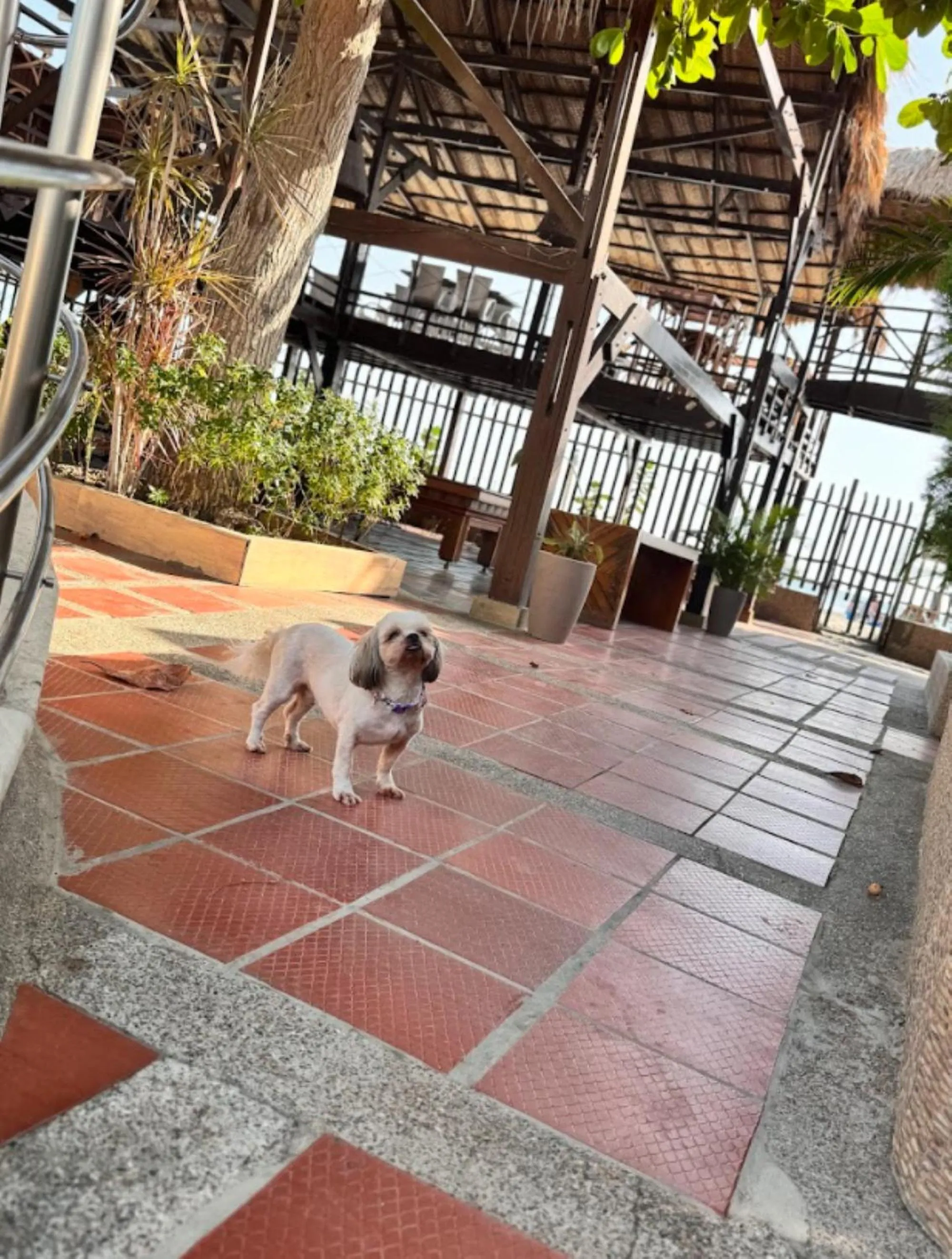 Pets in TAMA Hotel Santa Marta