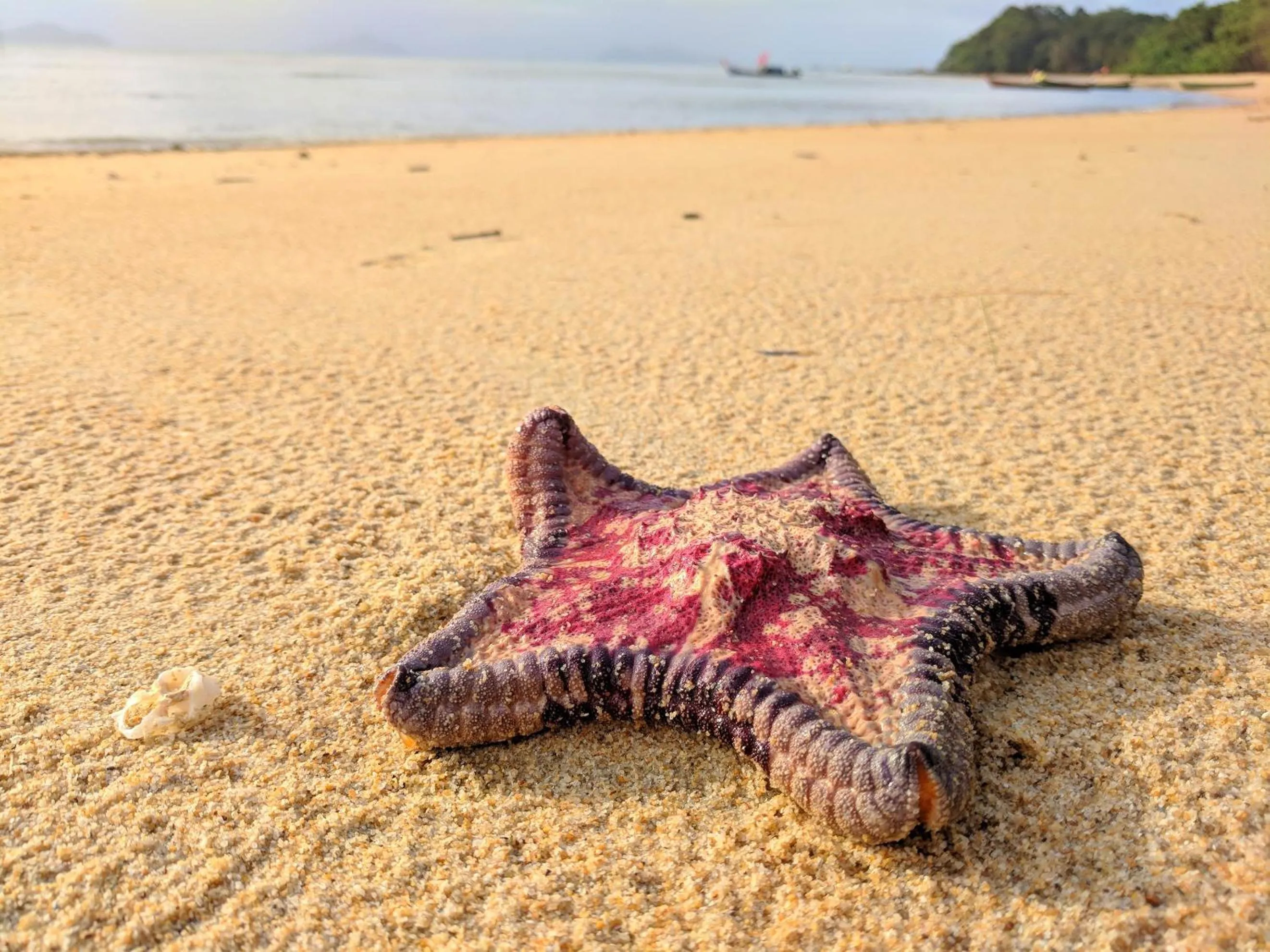 Beach in Phayamas Private Beach Resort and Island Brew - Adults Only