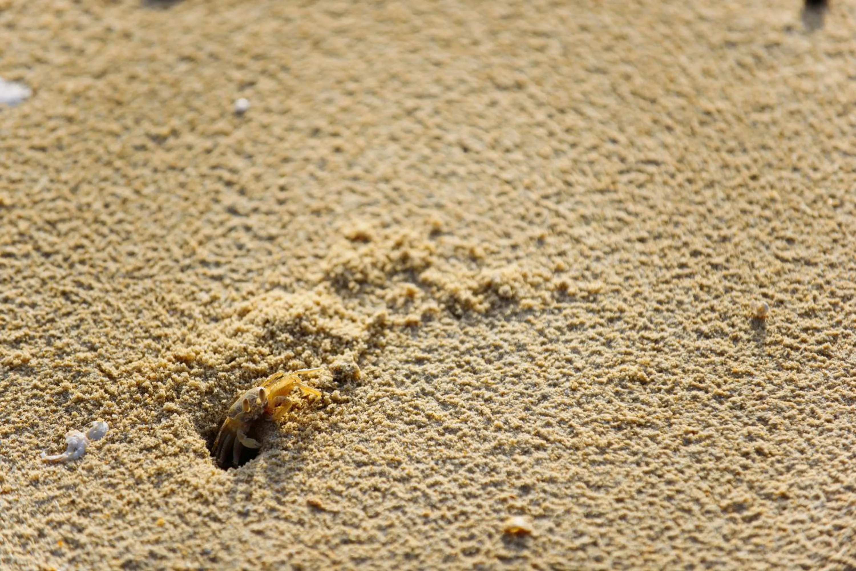 Day in Phayamas Private Beach Resort and Island Brew - Adults Only