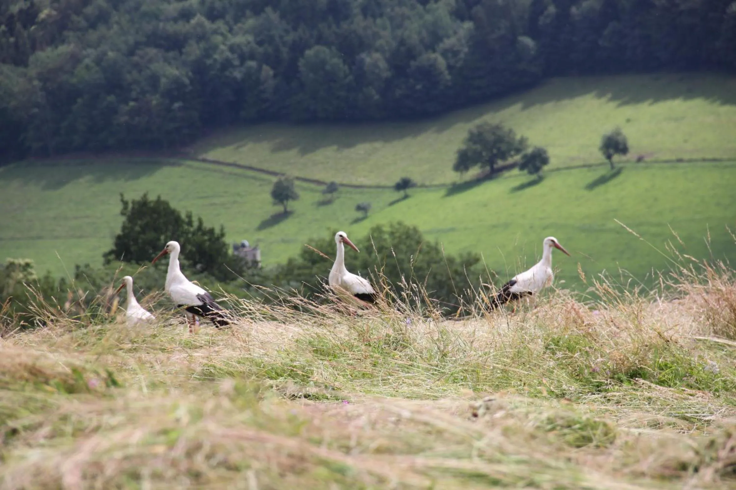 Mountain view in La Colline Du Baa - Maison d'hôtes d'exception