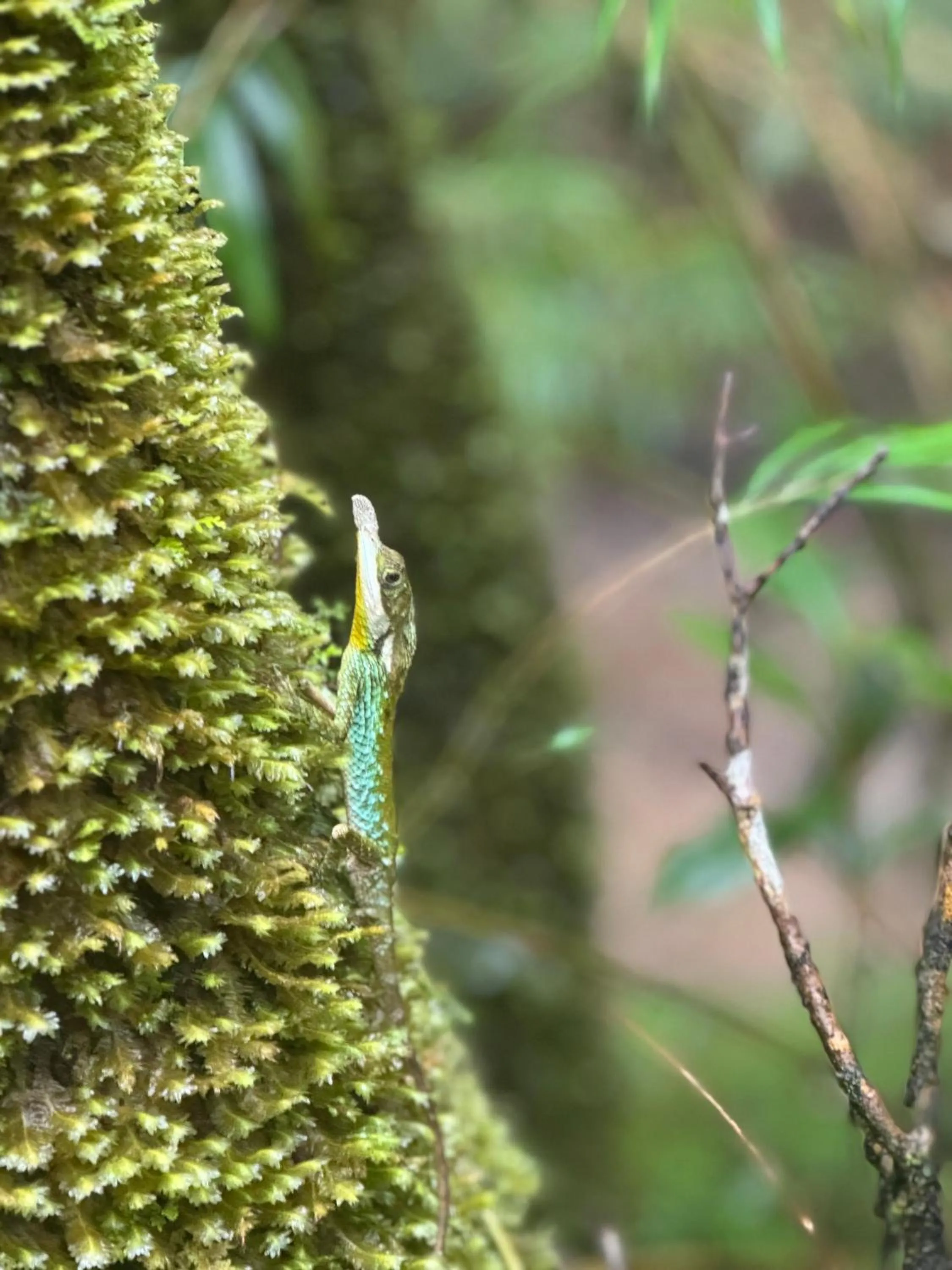 Animals in Polwaththa Eco Lodges