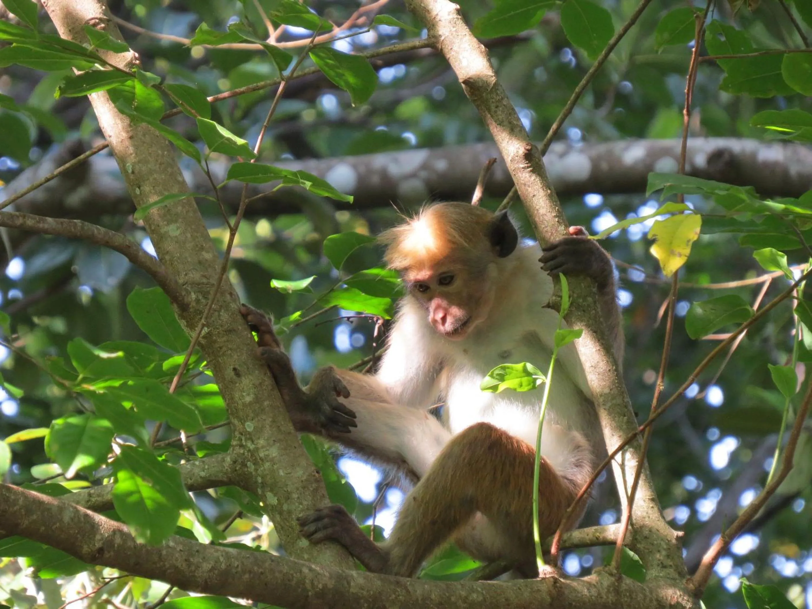 Animals in Polwaththa Eco Lodges