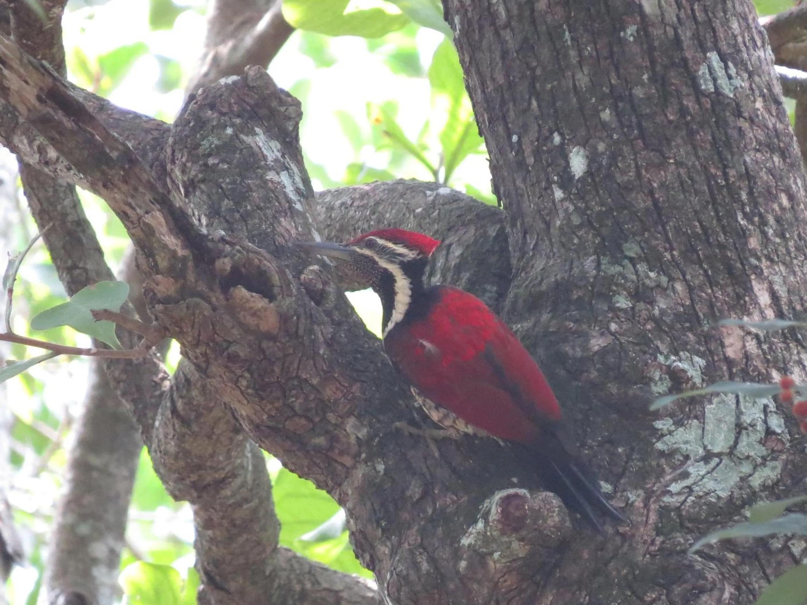 Animals in Polwaththa Eco Lodges
