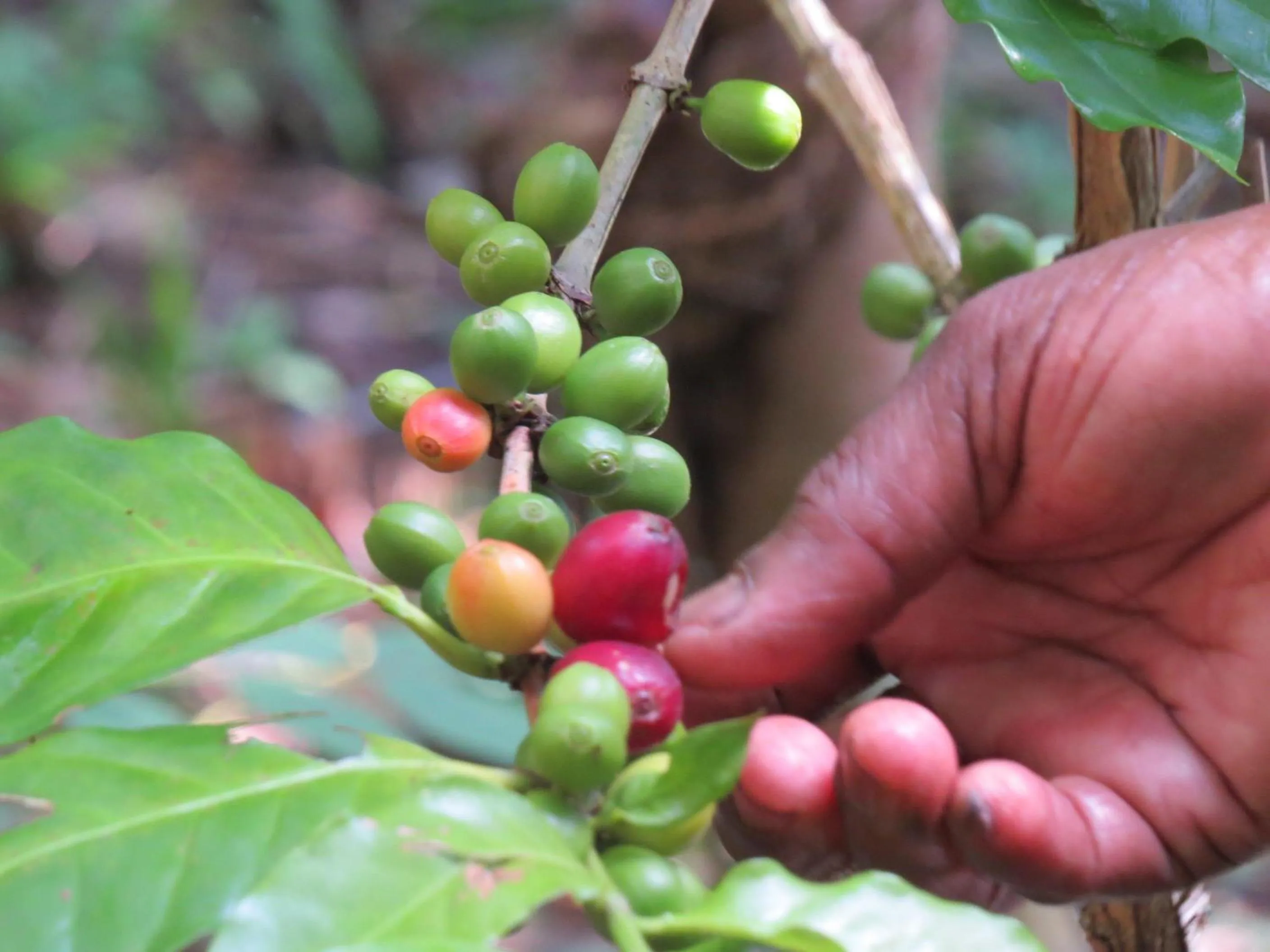 Drinks in Polwaththa Eco Lodges