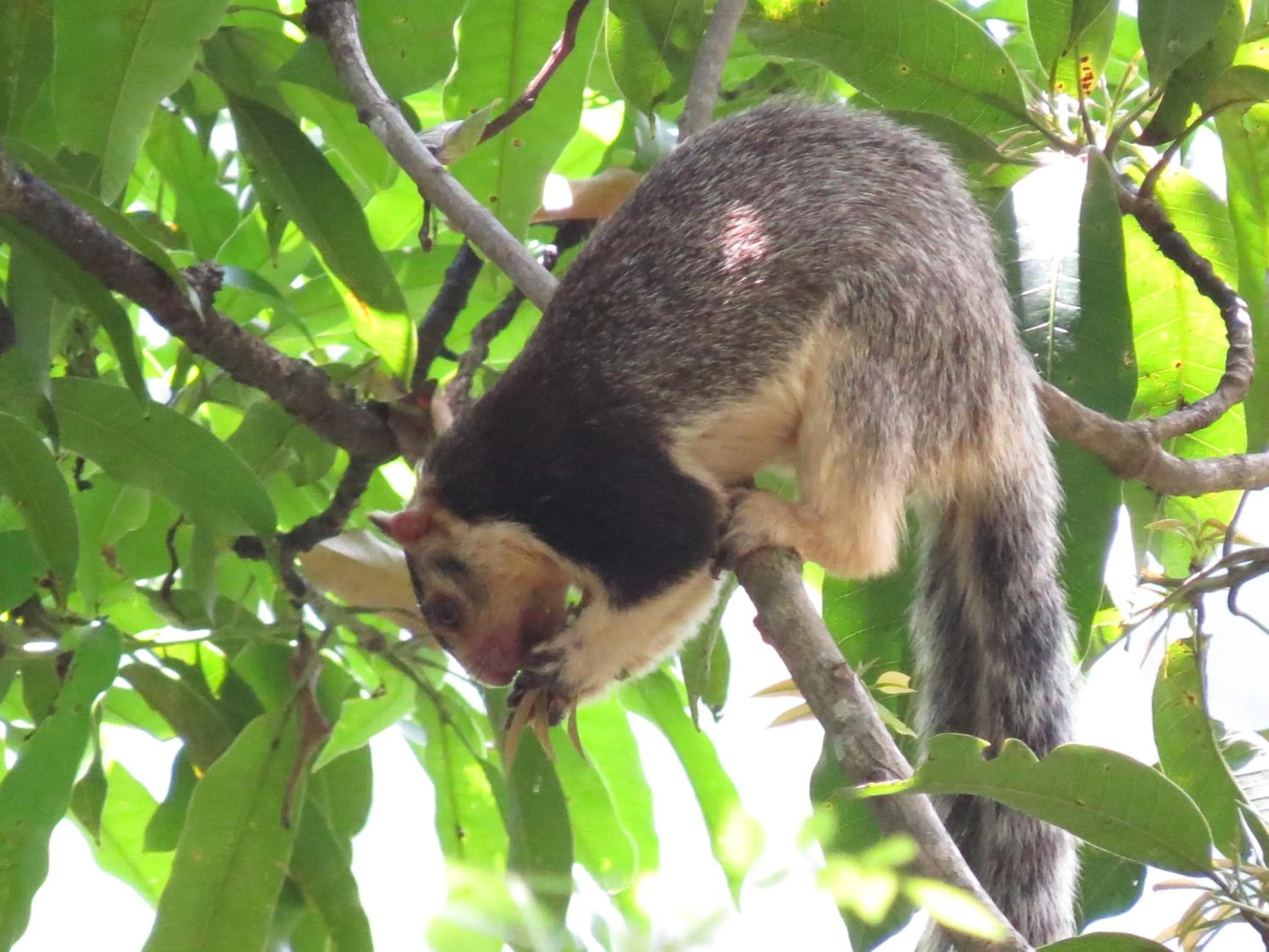 Animals in Polwaththa Eco Lodges
