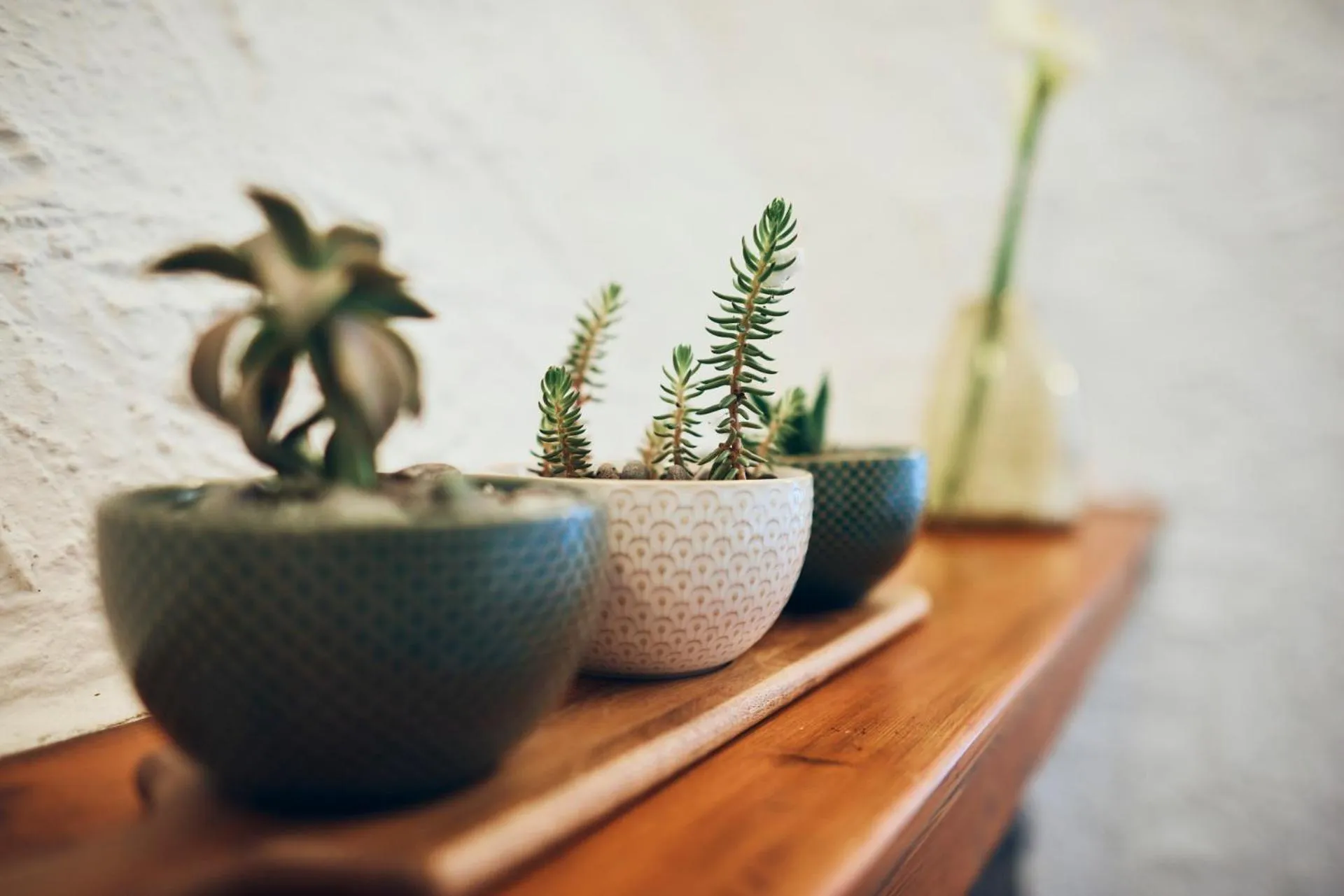 Decorative detail in il Magàn - Cinque Terre