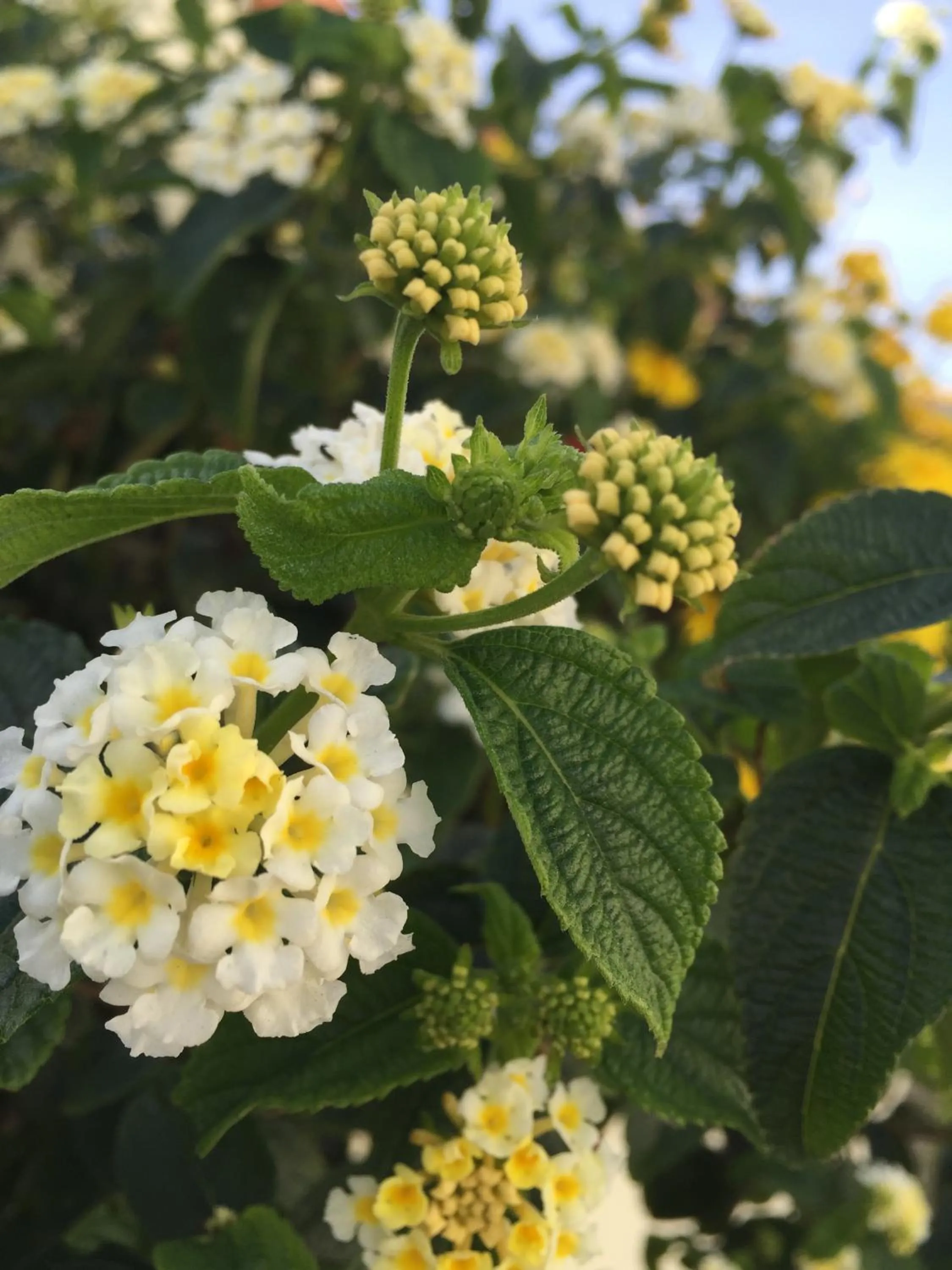 Other in Hotel Aeroporto