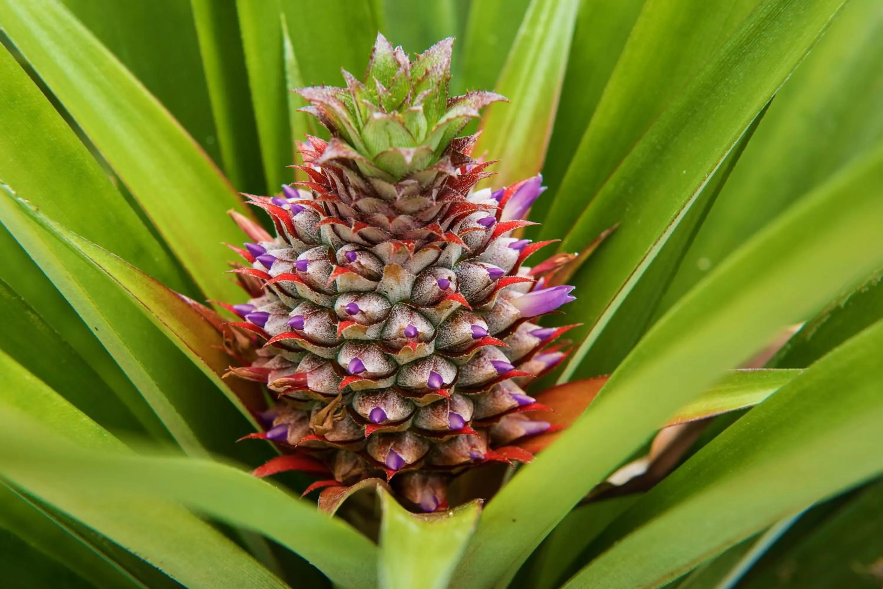 Food and drinks in Herdade do Ananás