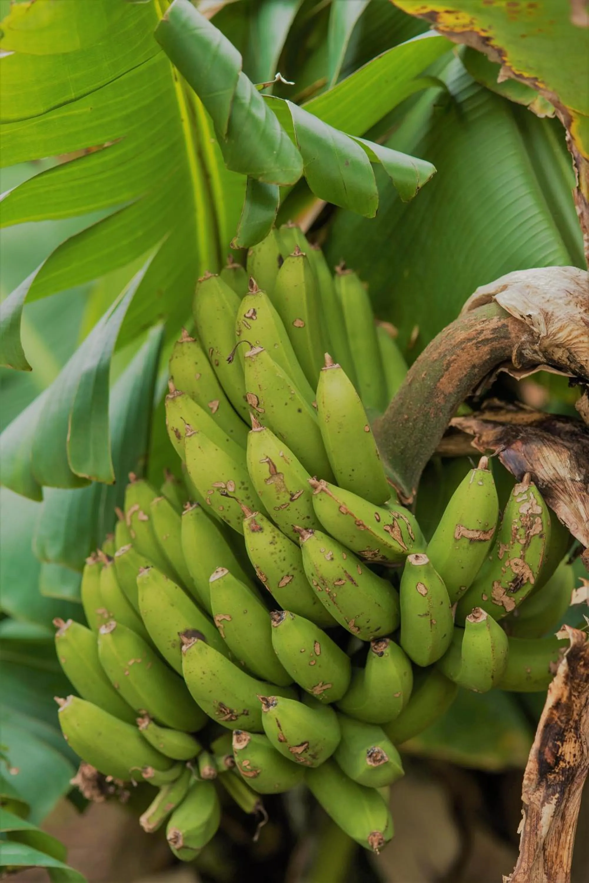 Food and drinks in Herdade do Ananás