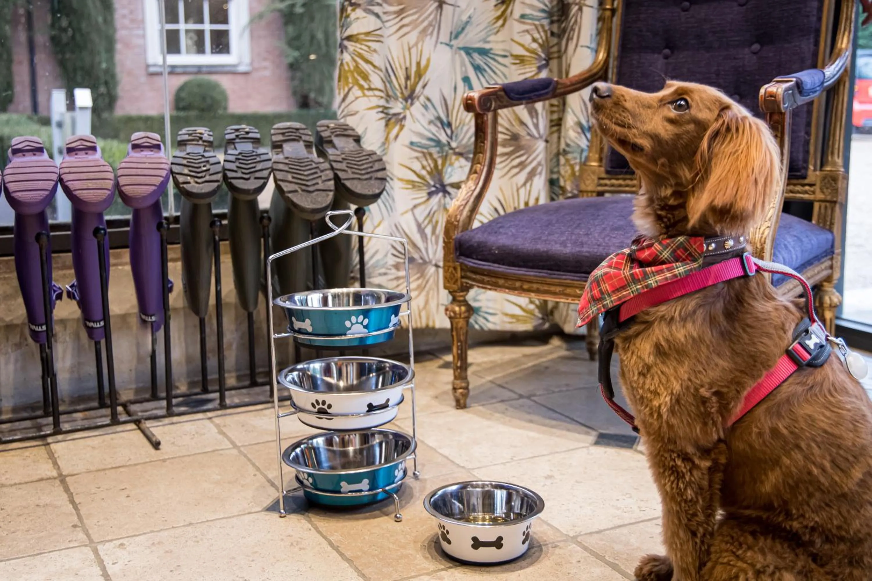Pets in Alexander House Hotel & Utopia Spa