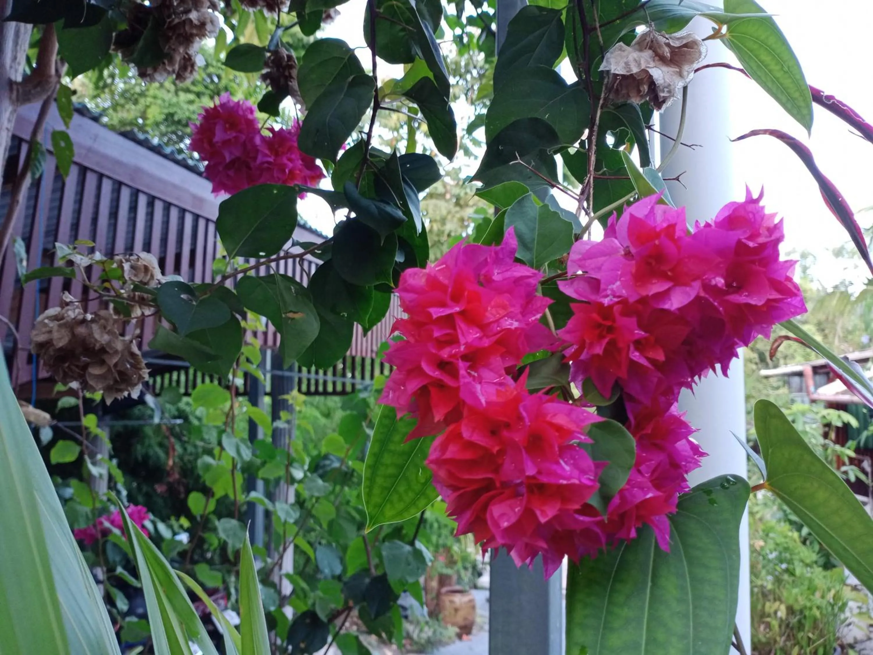 Comon Bungalow HaadChaoPhao