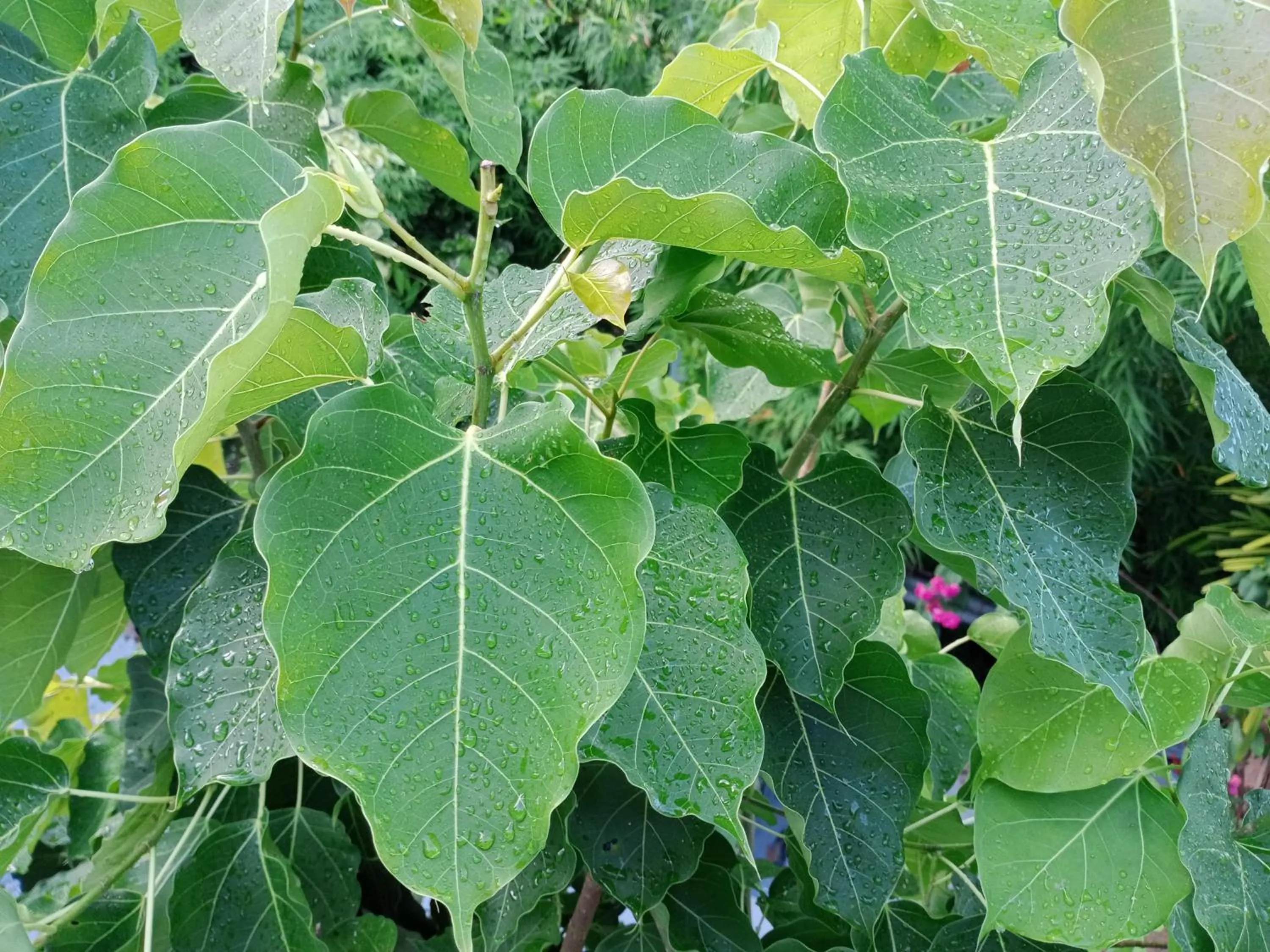 Comon Bungalow HaadChaoPhao