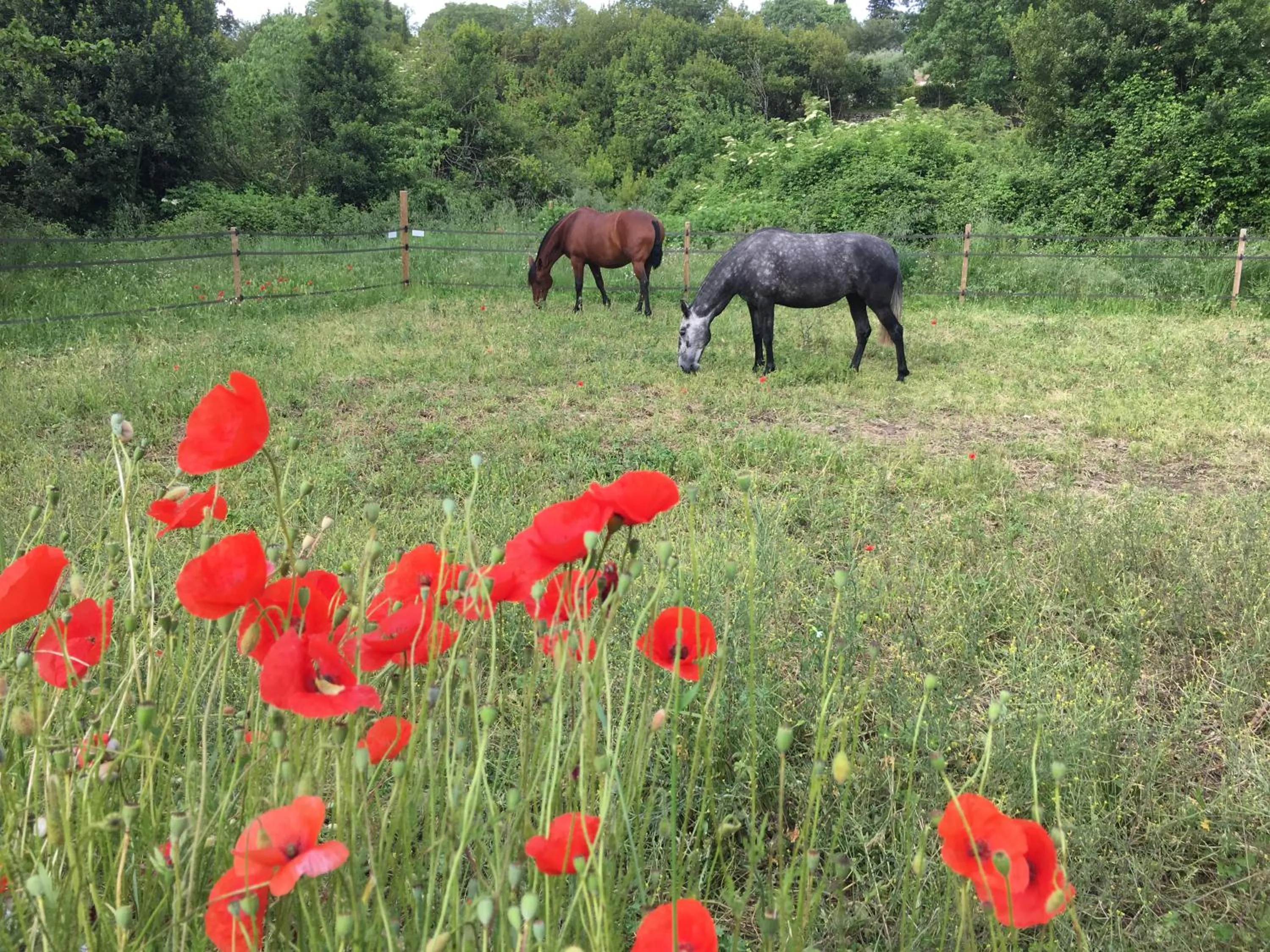 Garden in Les Olivettes le mazet