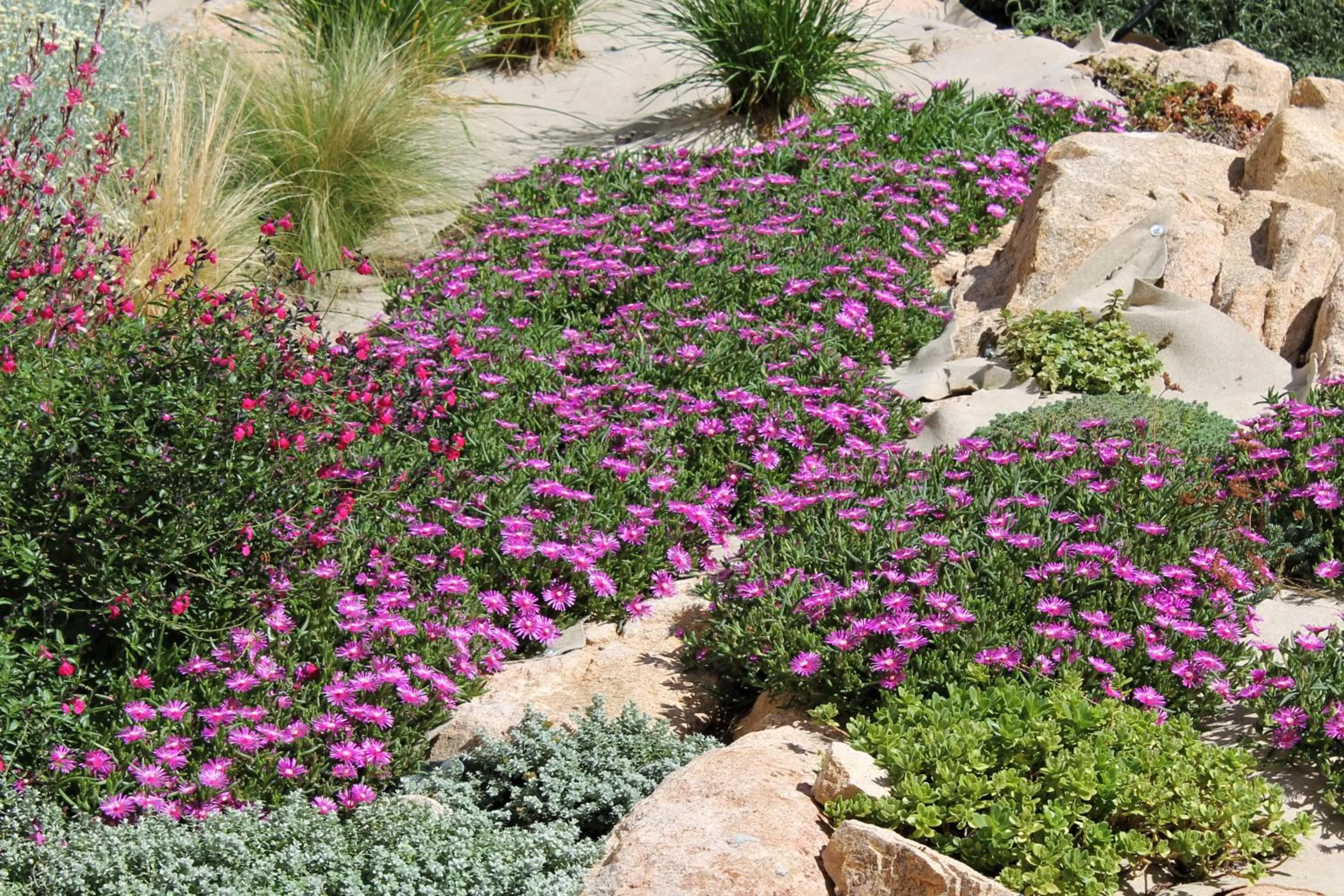 Garden in AHR Leonis Residence La Maddalena