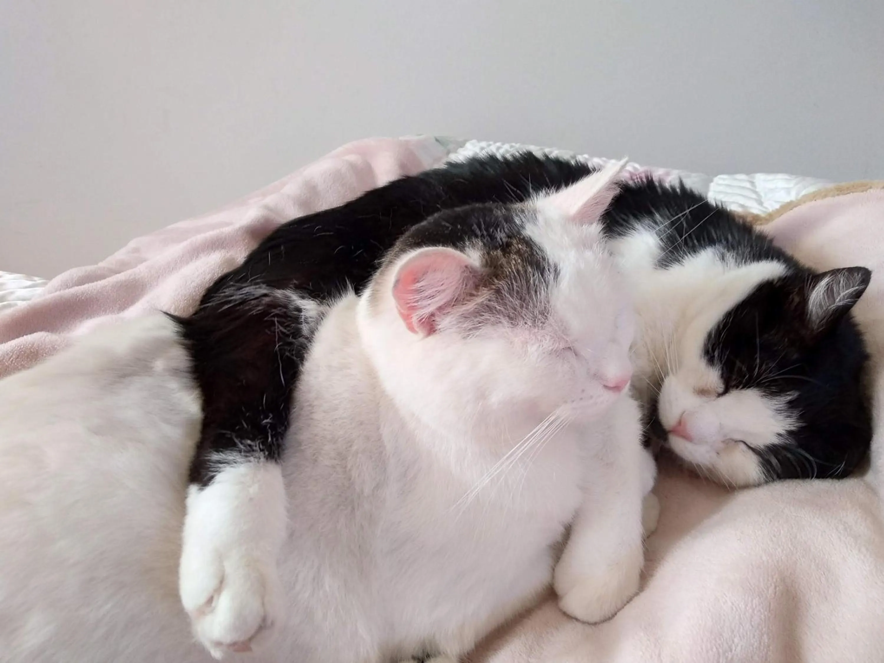 Pets in B&B Palazzo Mestichelli Boutique Palace