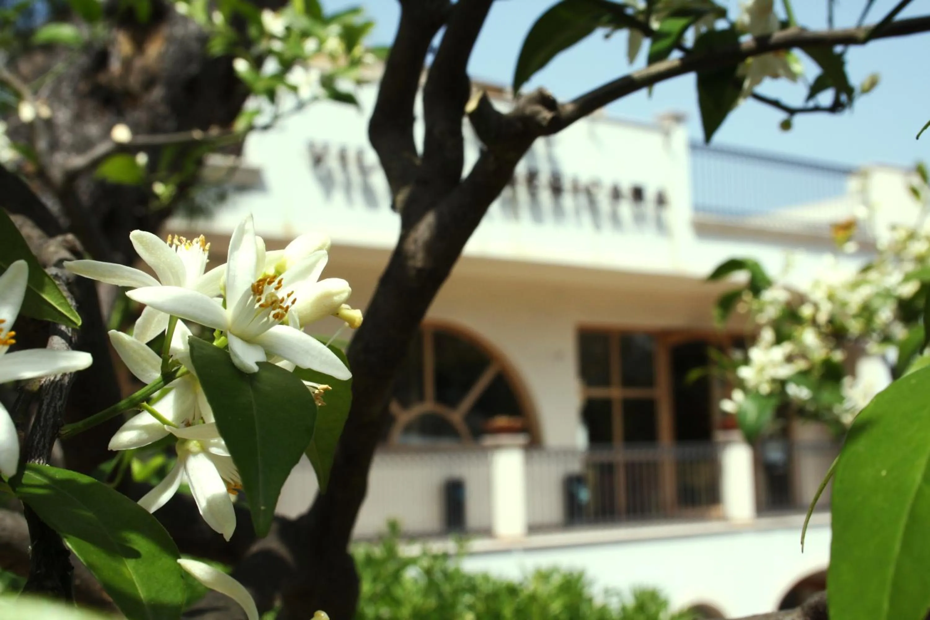 Facade/entrance in Park Hotel Villa Americana