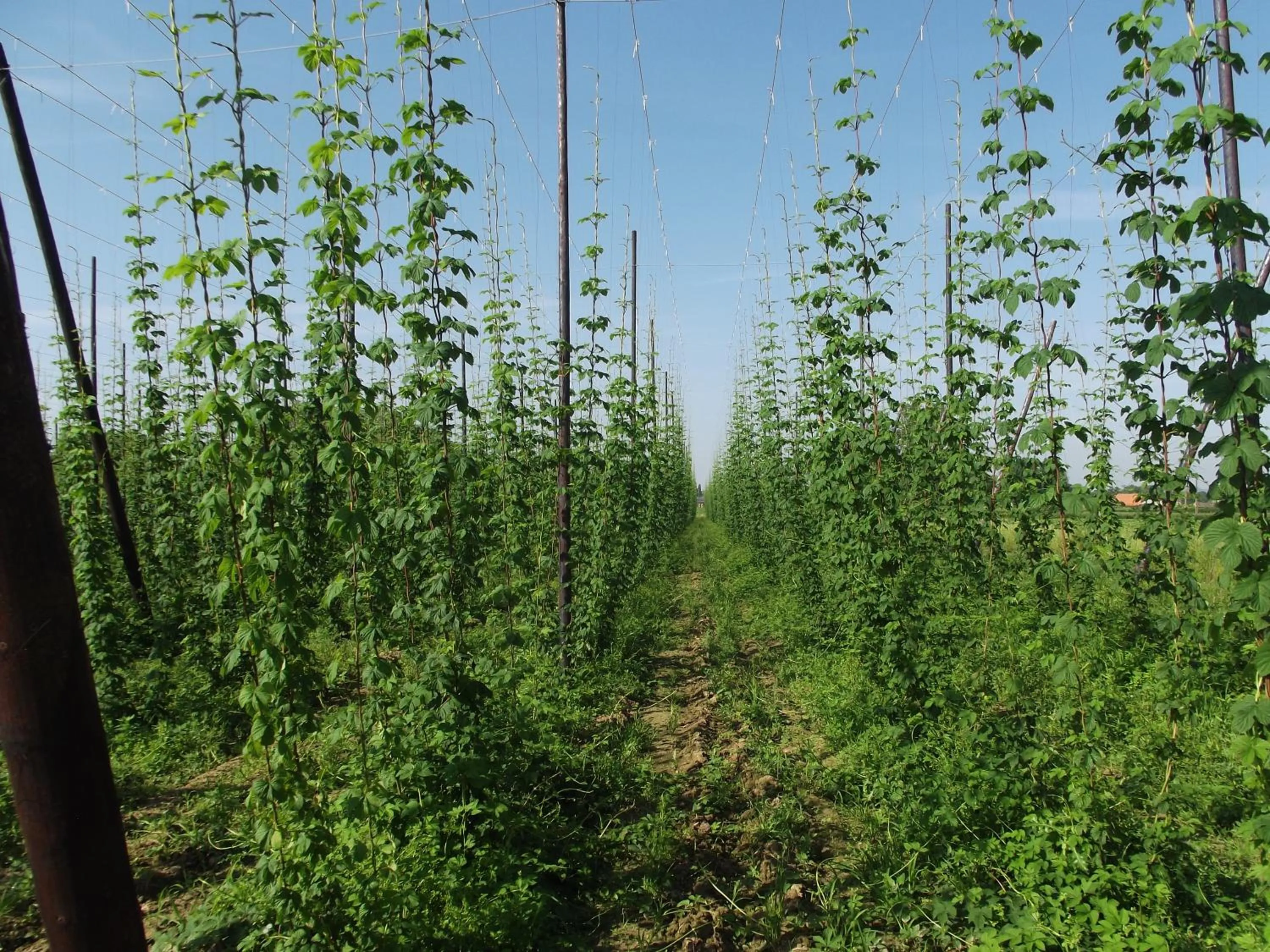 Natural landscape in Au Bonheur Frontalier