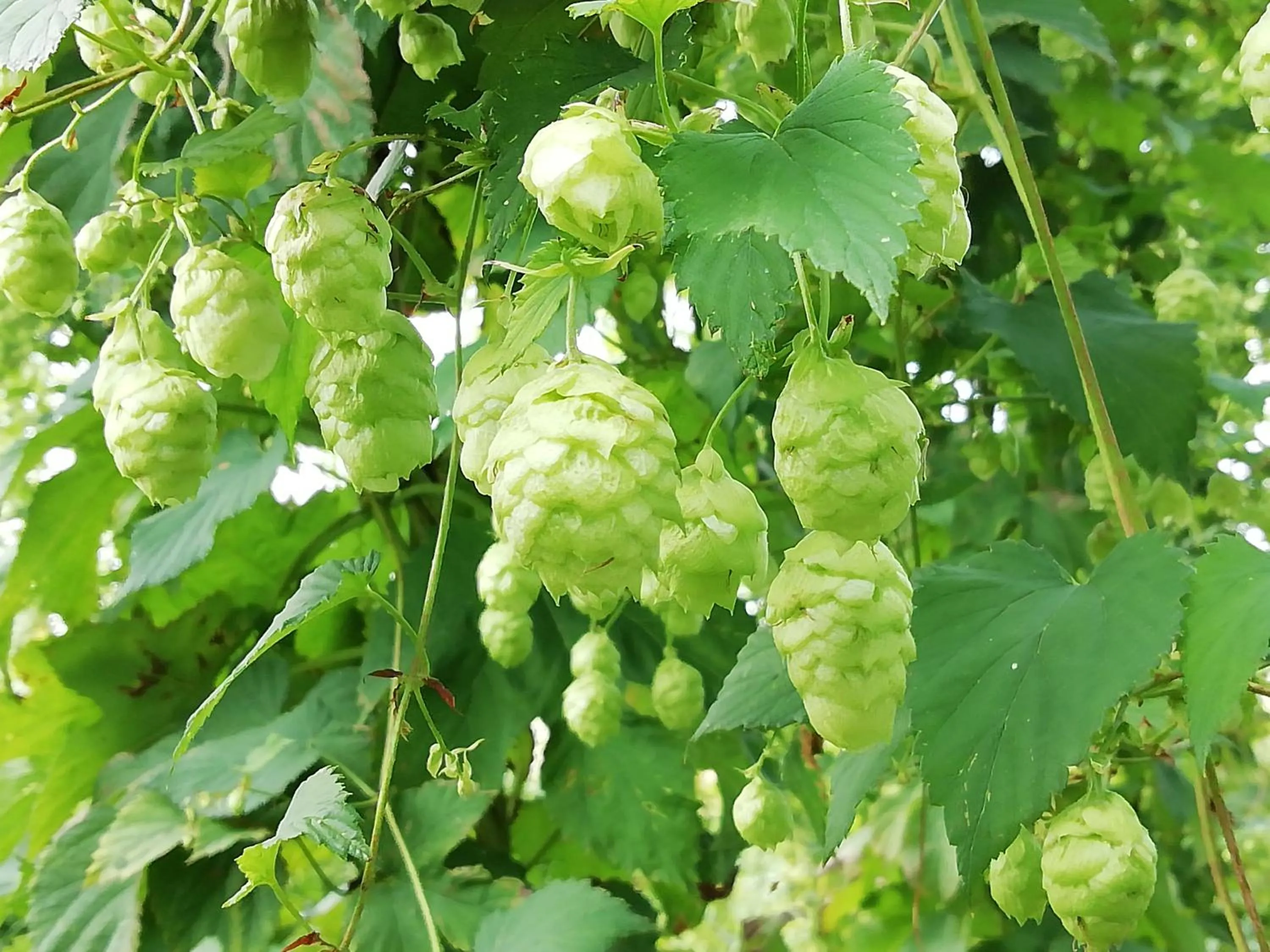 View (from property/room) in Au Bonheur Frontalier