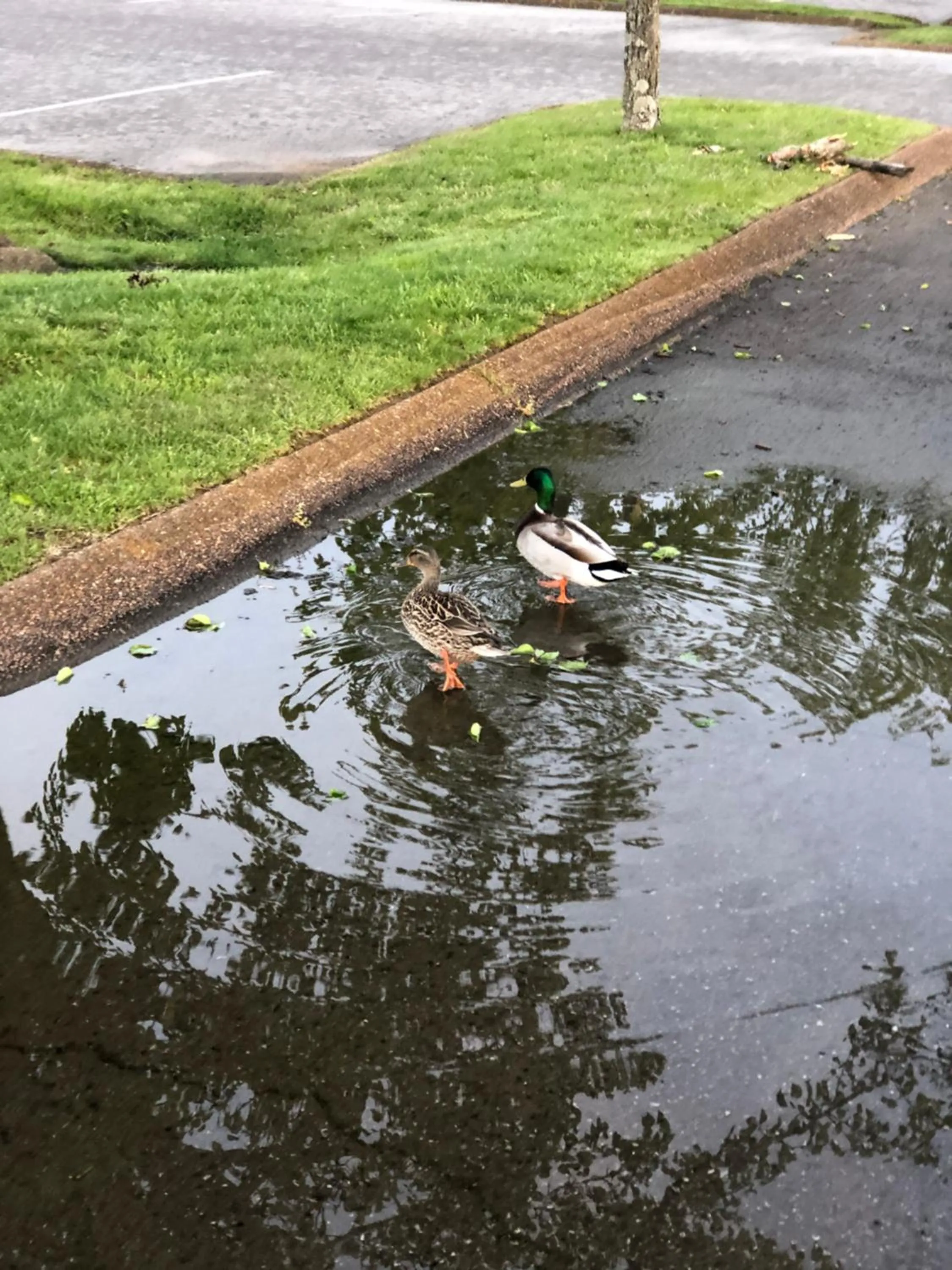 Natural landscape in Drakes Creek Inn - formerly The Relax Inn