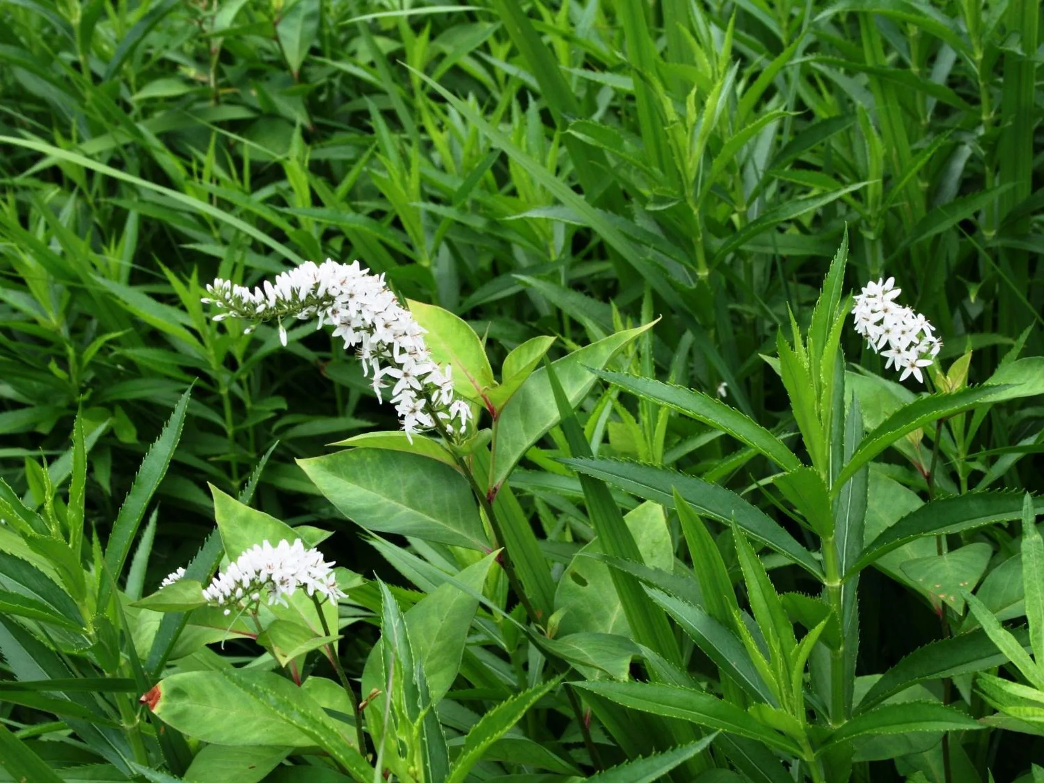 Off site in Hotel Abest Happo Aldea