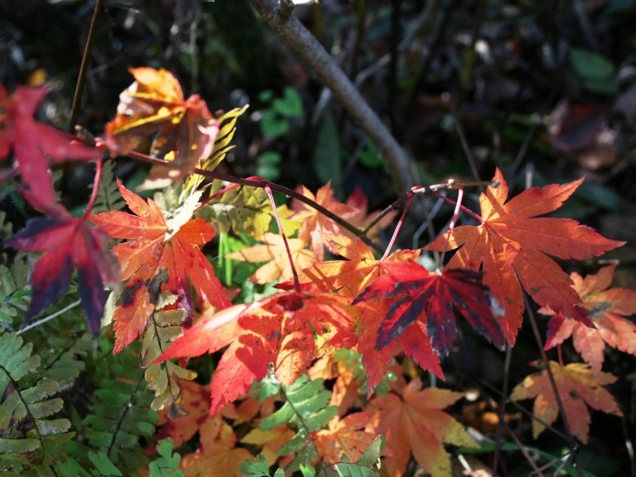 Off site in Hotel Abest Happo Aldea