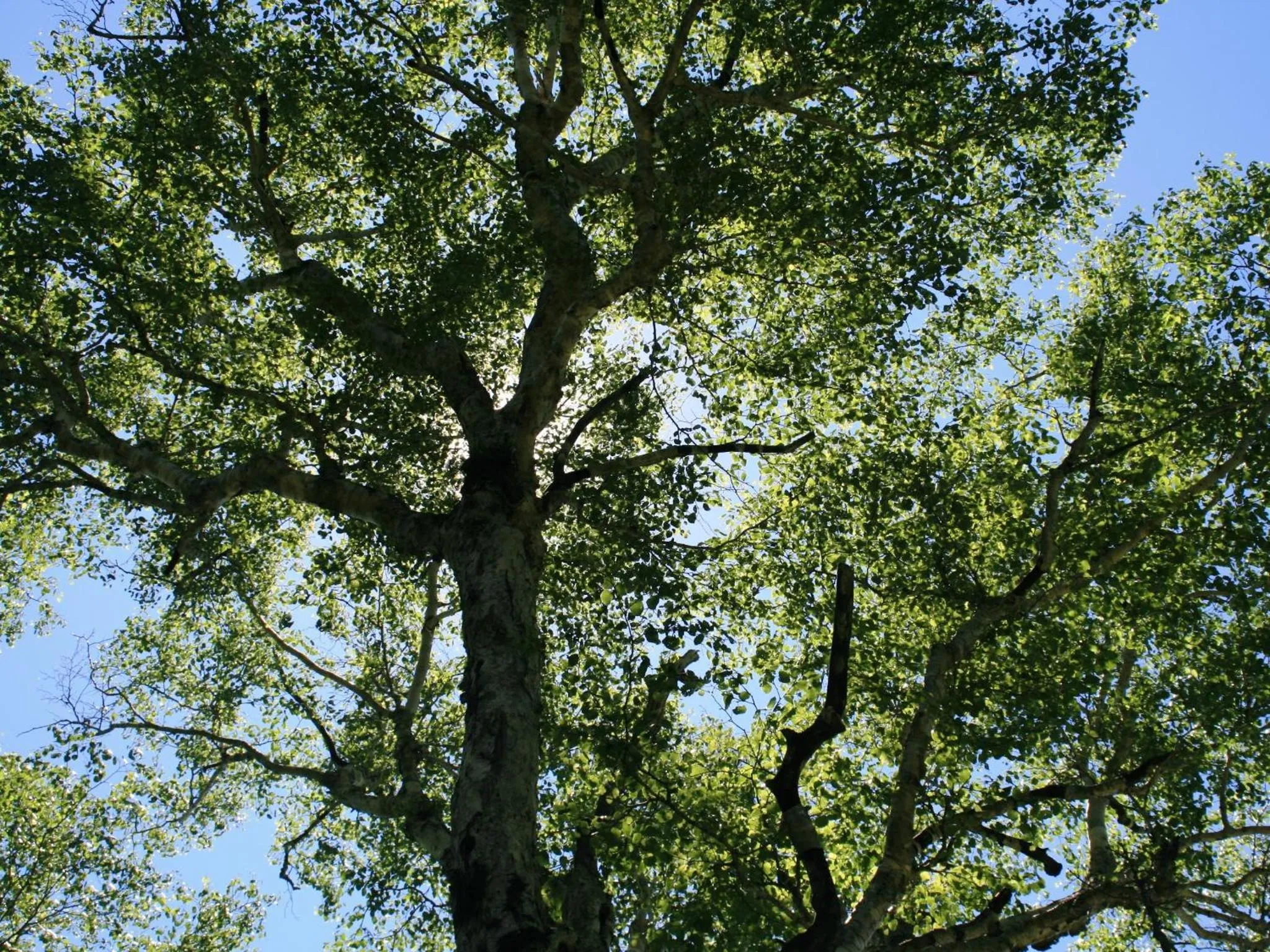 Off site in Hotel Abest Happo Aldea