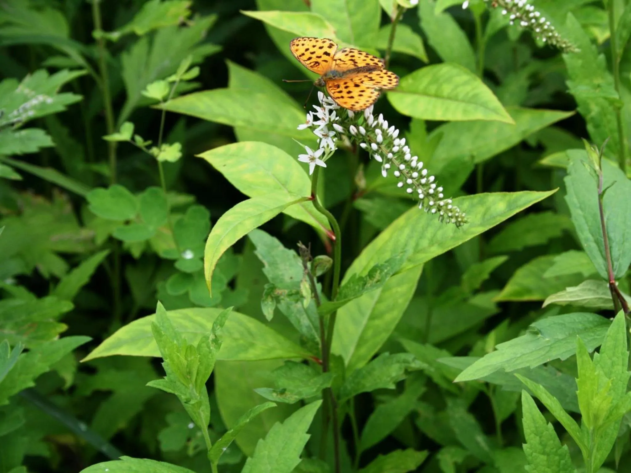 Off site in Hotel Abest Happo Aldea