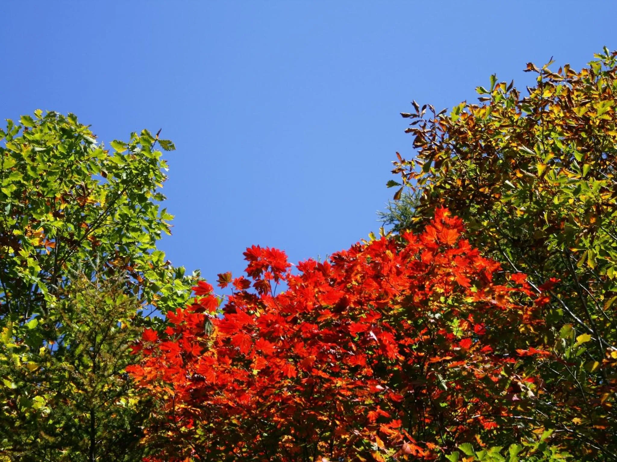 Facade/entrance in Hotel Abest Happo Aldea
