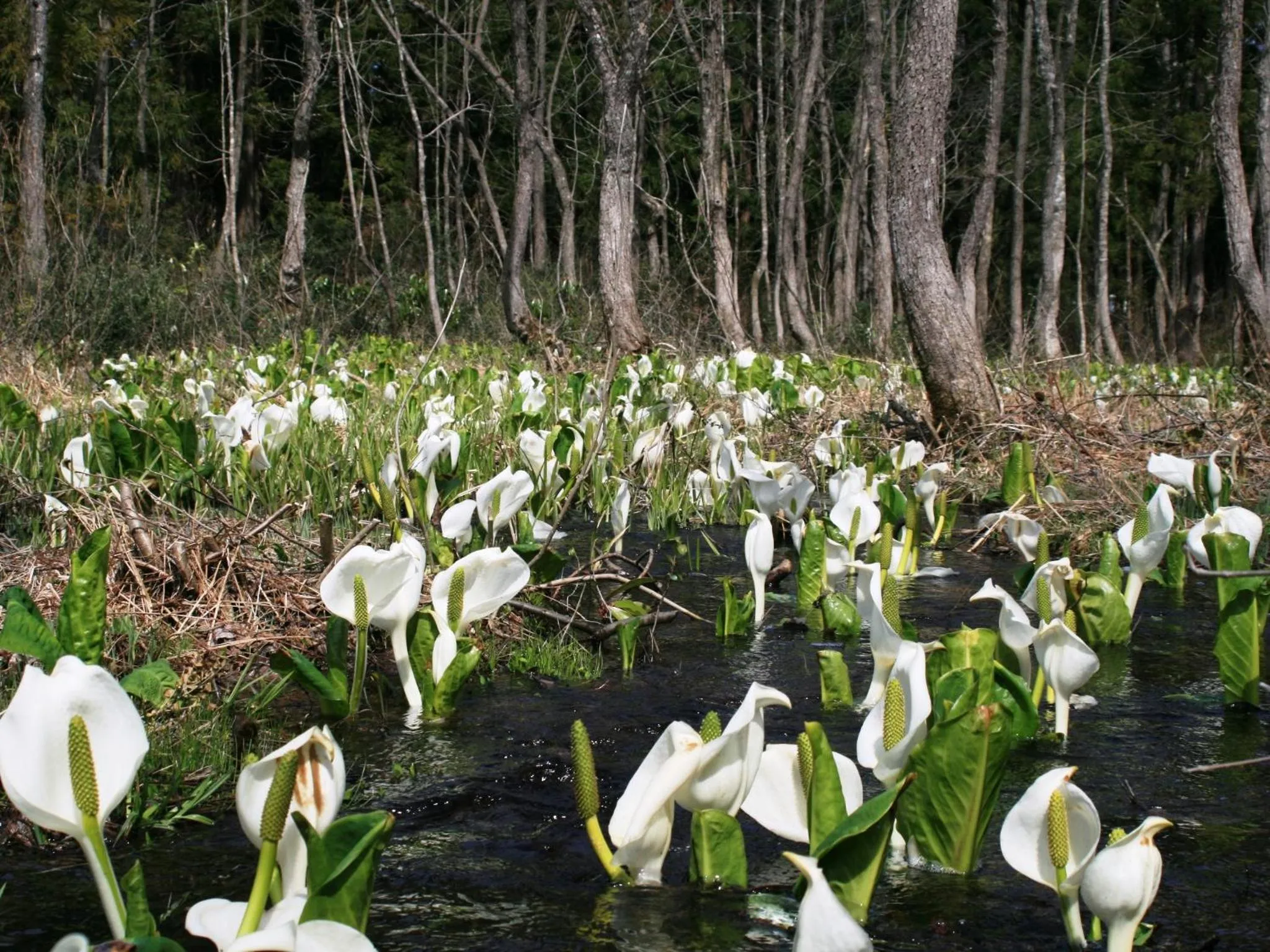 Off site in Hotel Abest Happo Aldea