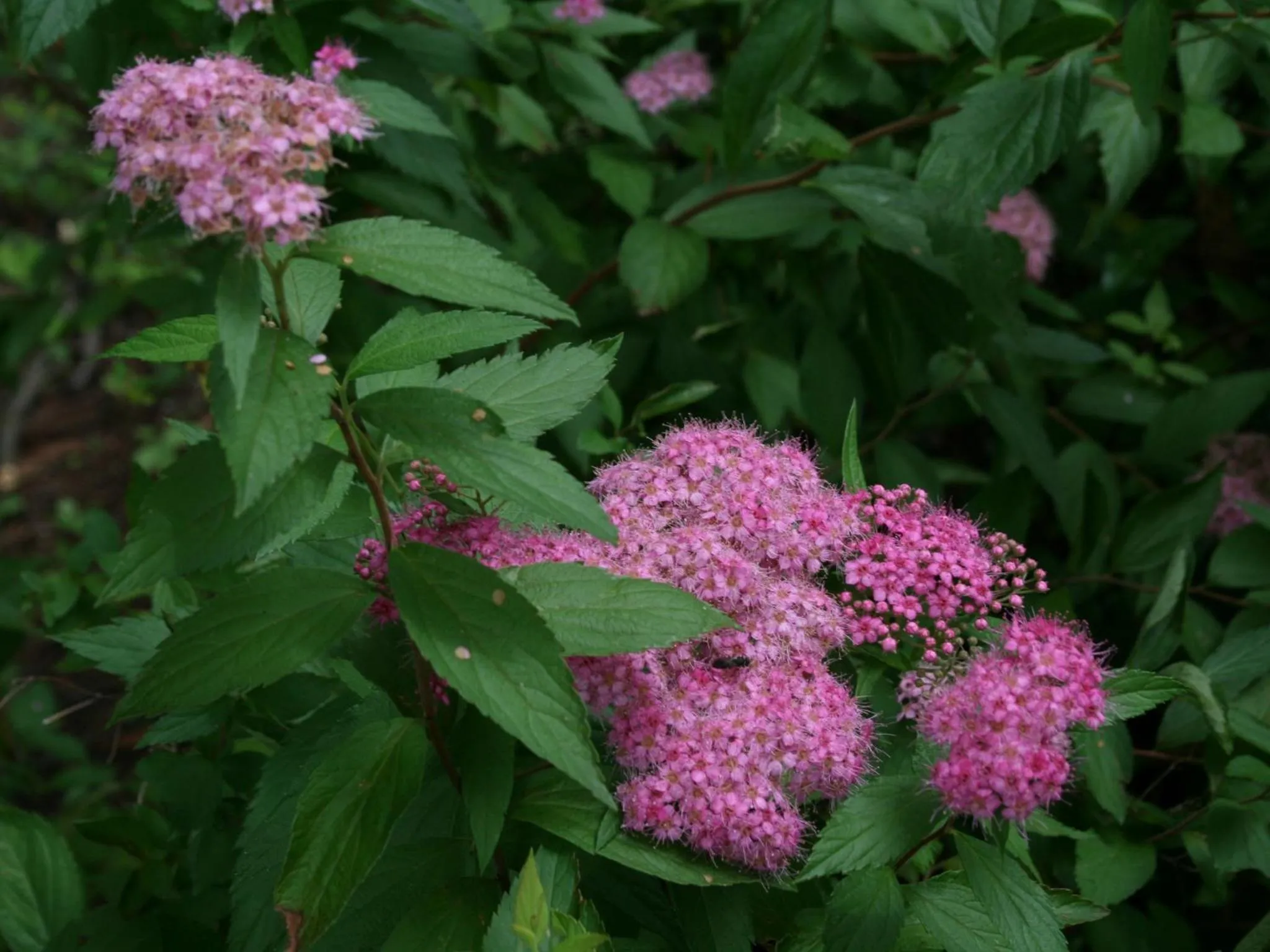 Off site in Hotel Abest Happo Aldea