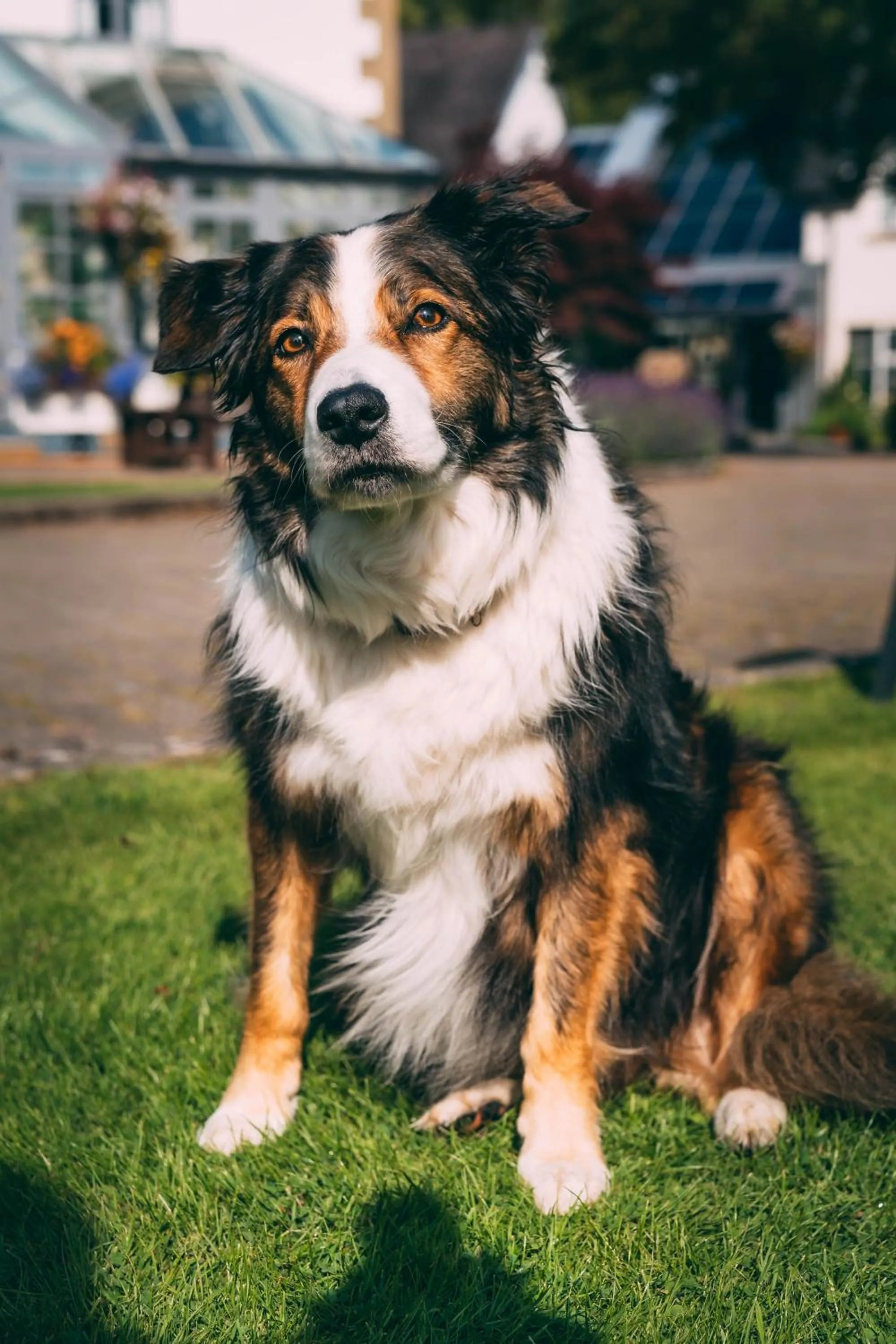 Pets in Wild Pheasant Hotel & Spa