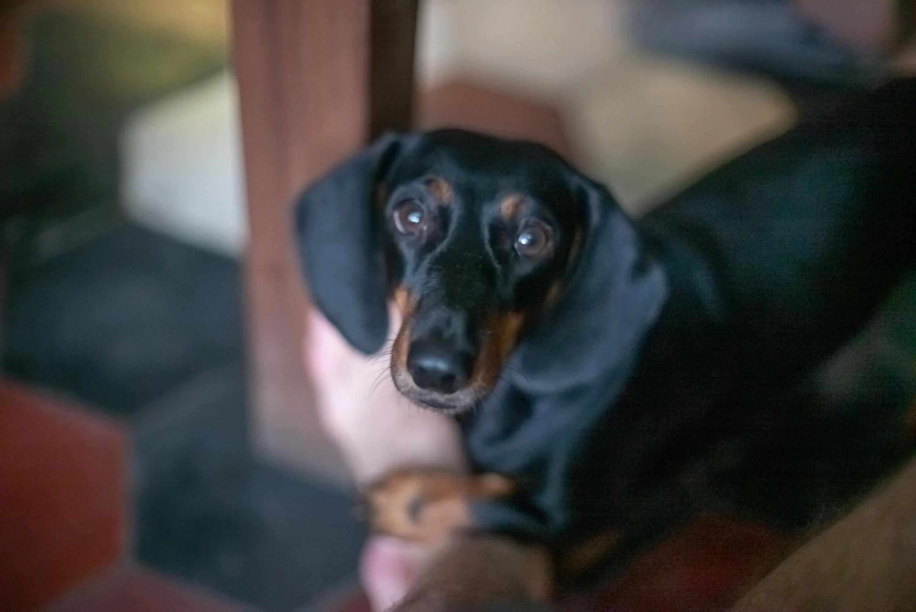 Pets in Ranjit's Svaasa Amritsar