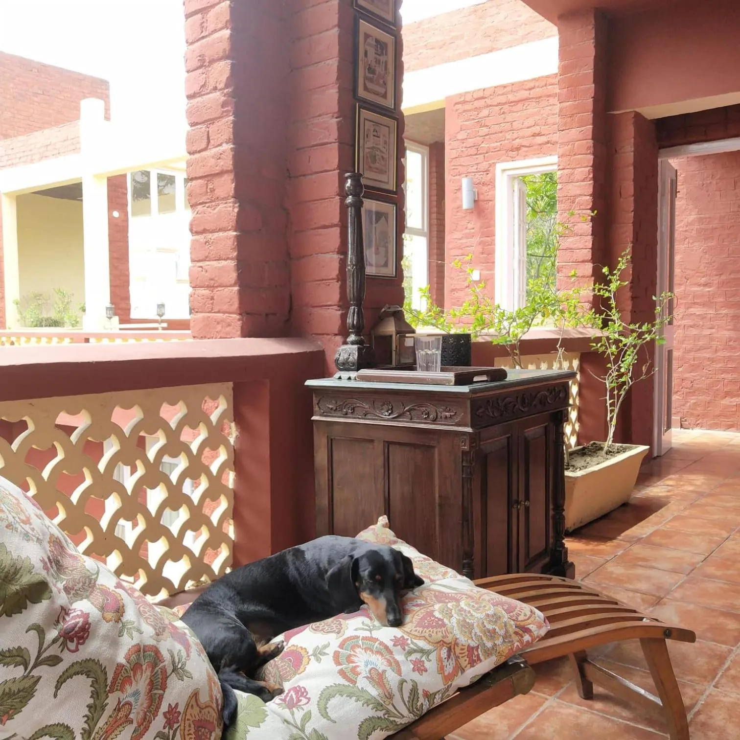 Pets in Ranjit's Svaasa Amritsar