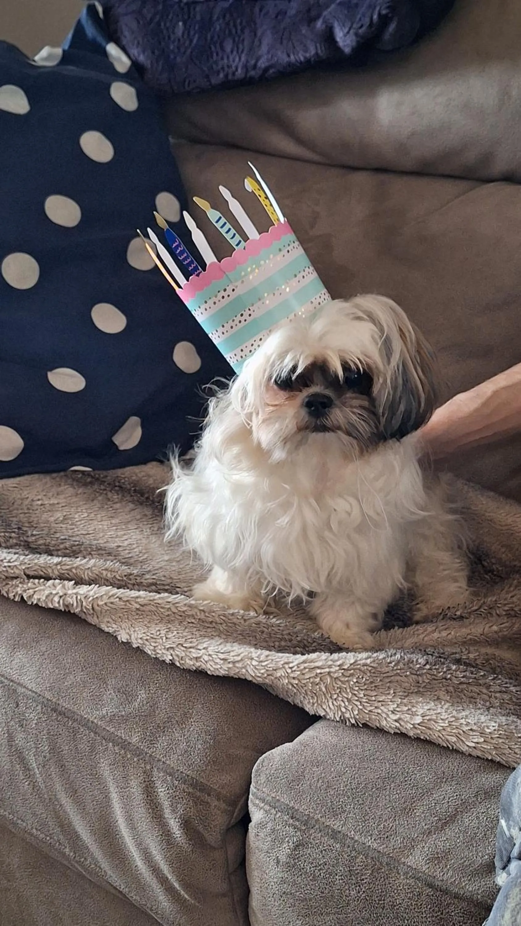 Pets in "Chez Ba'Nus"