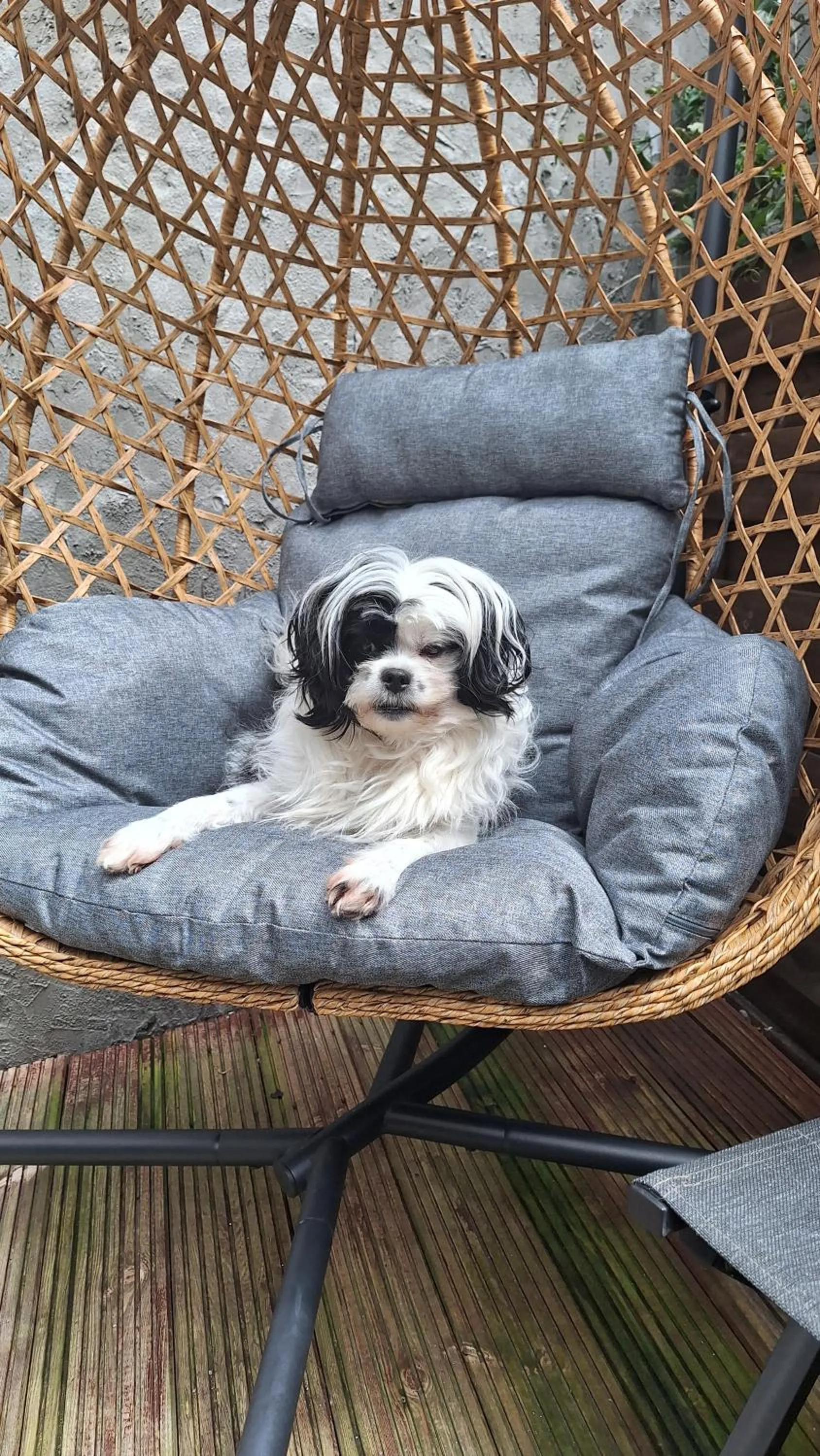 Pets in "Chez Ba'Nus"