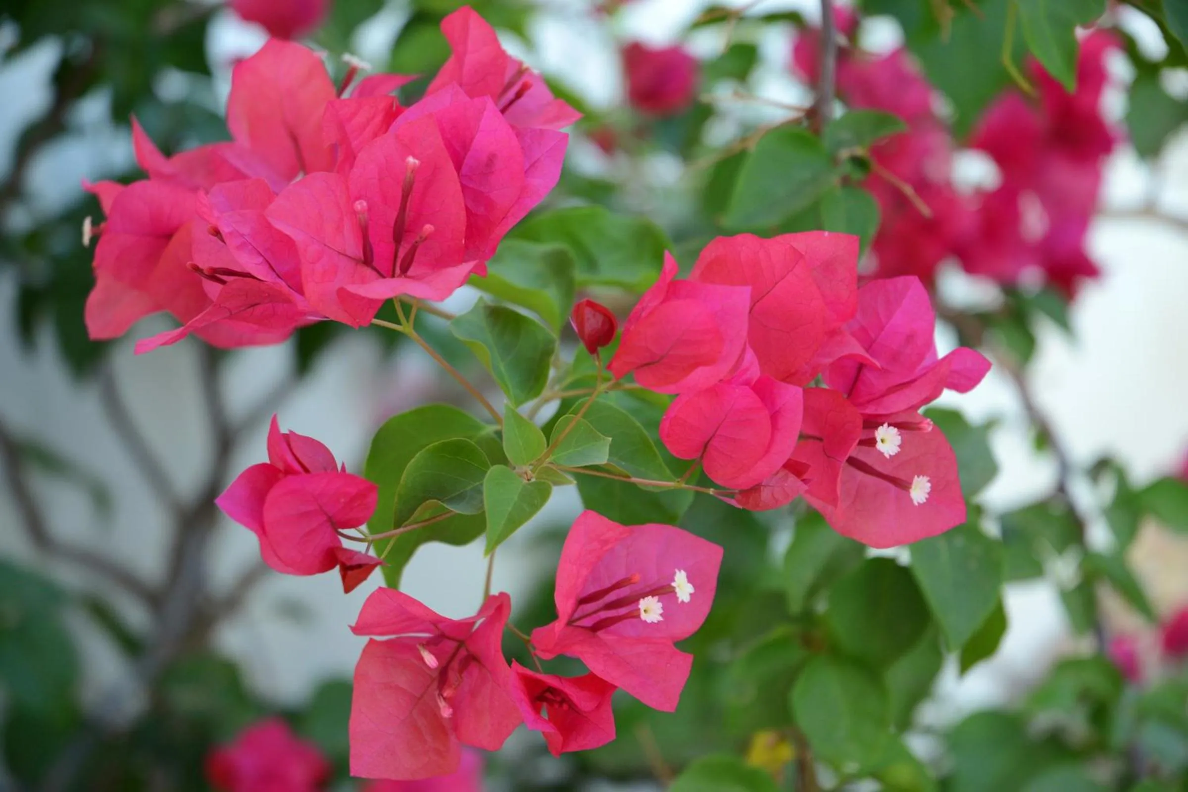 Property building in Casa Mimi B&B Adults Only