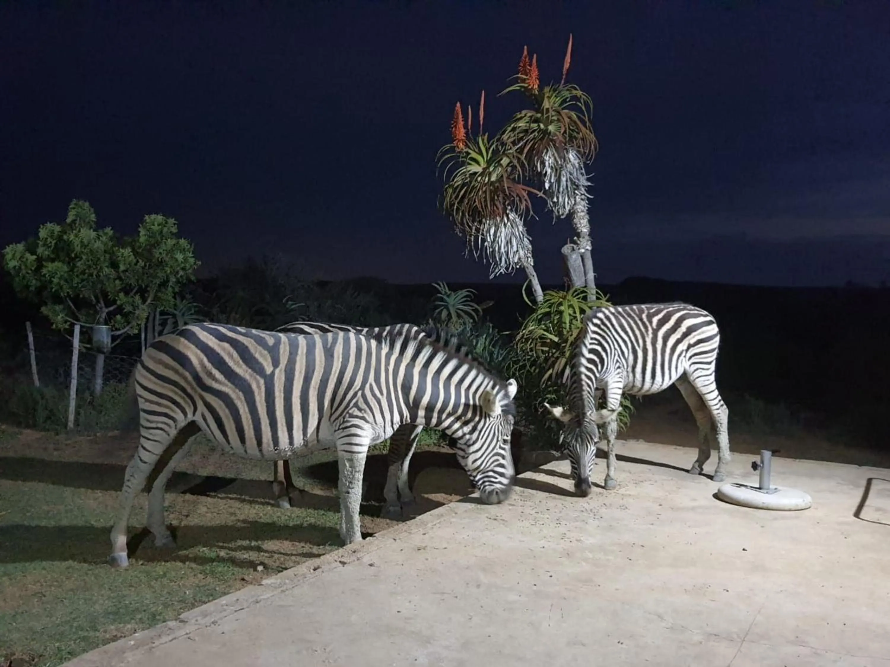 Animals in Kudu Ridge Game Lodge