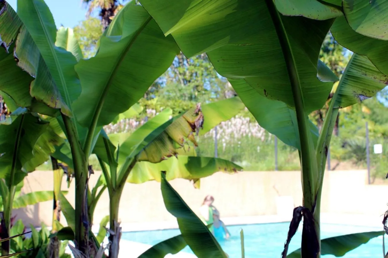 Pool view in Maison Poche